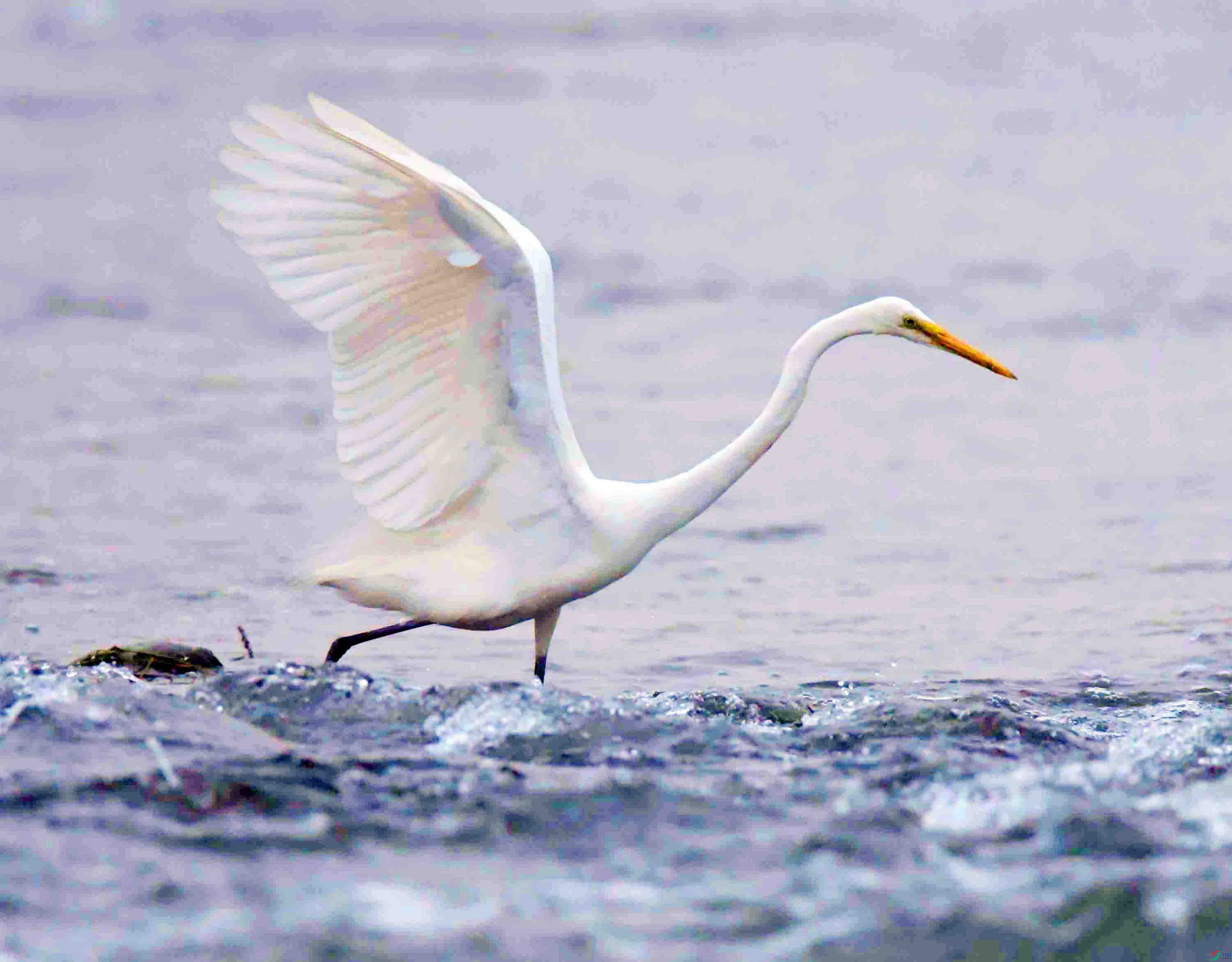 DSC_9601.JPG