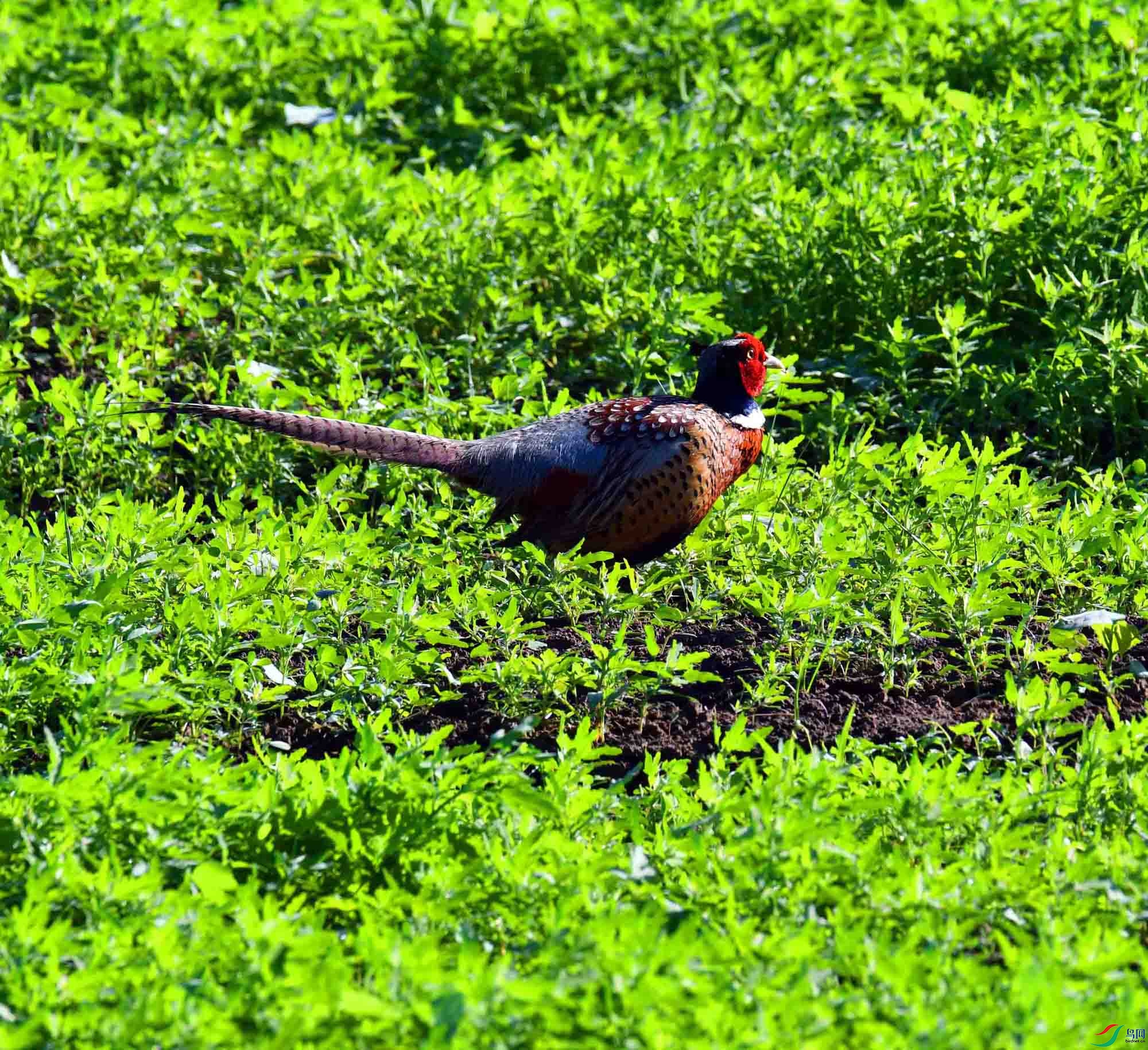 DSC_3119.JPG