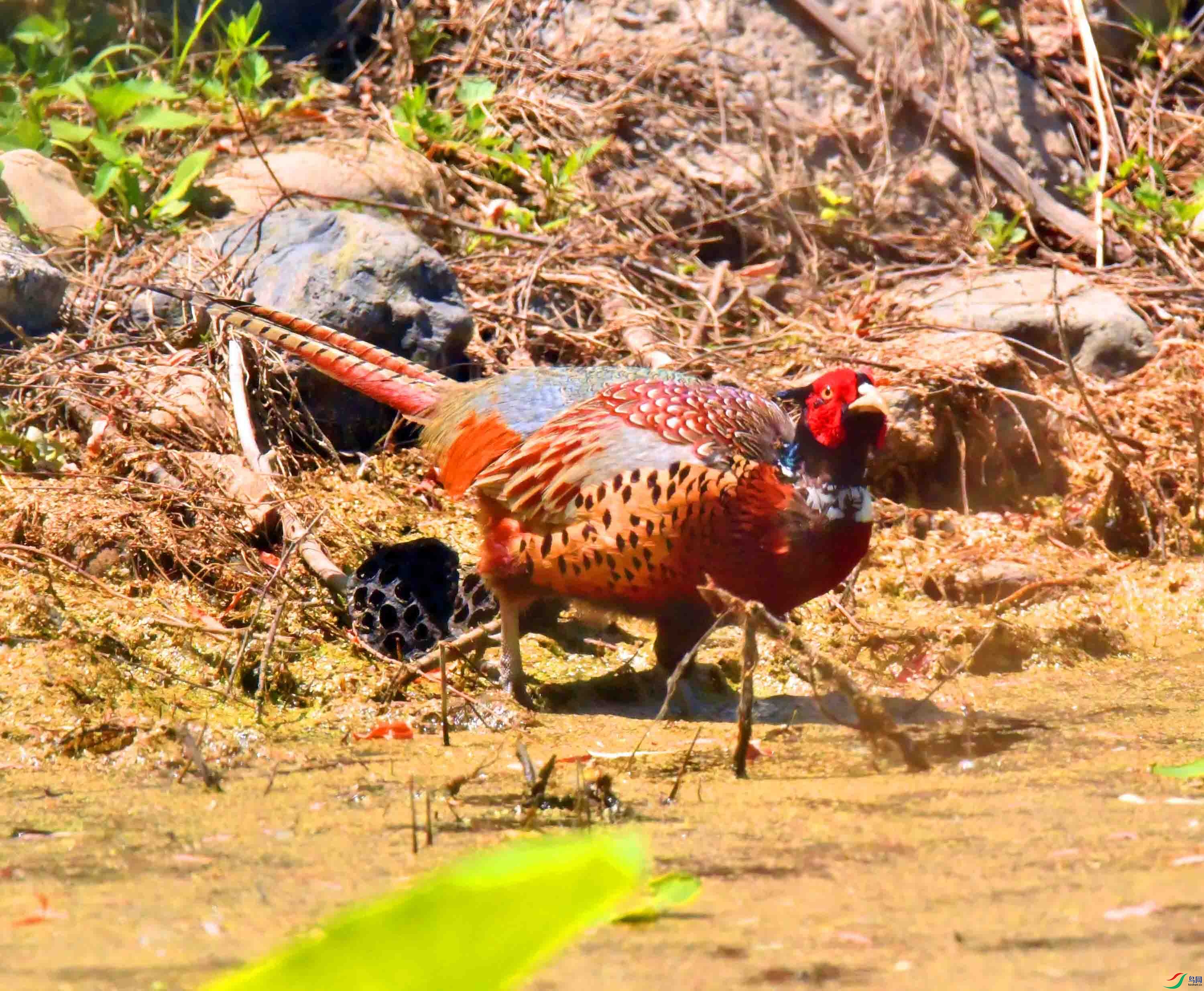 DSC_9823.JPG