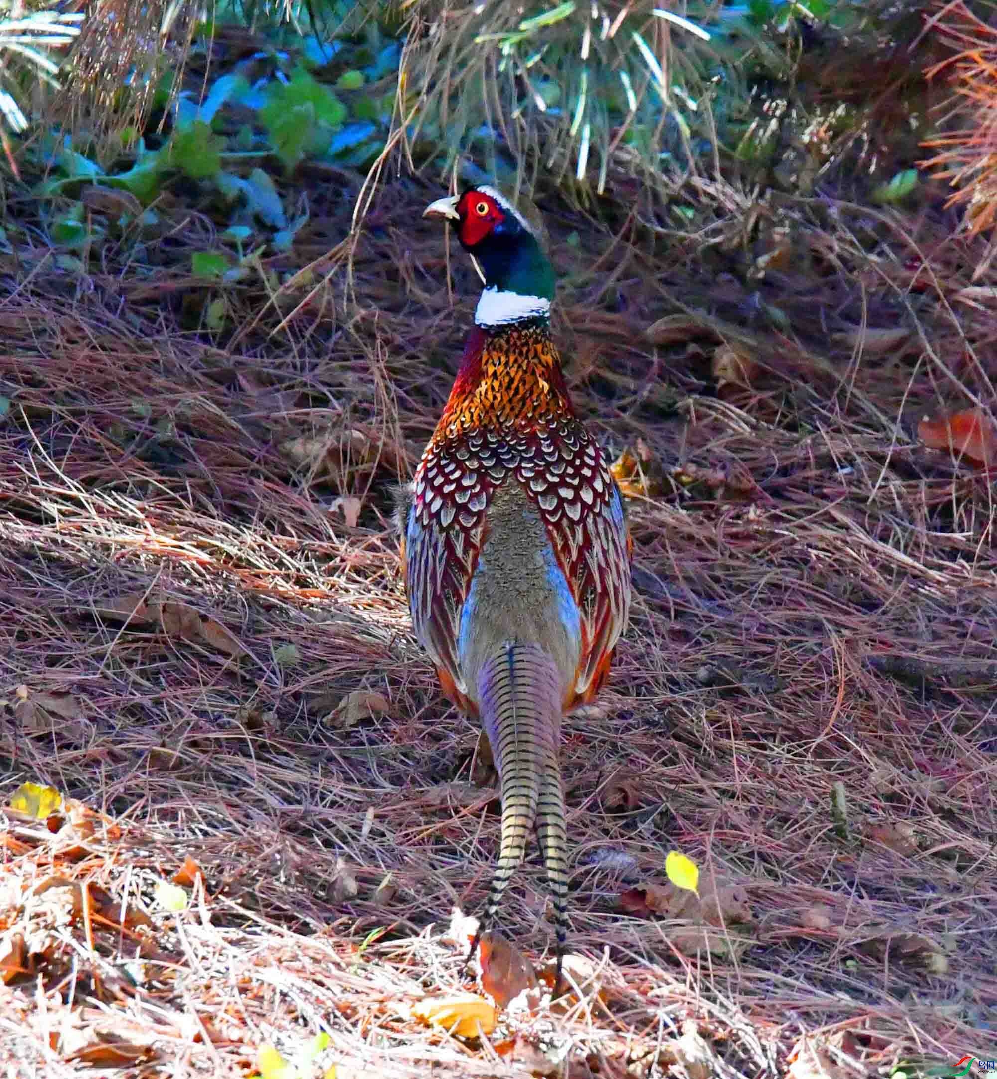 DSC_6116.JPG
