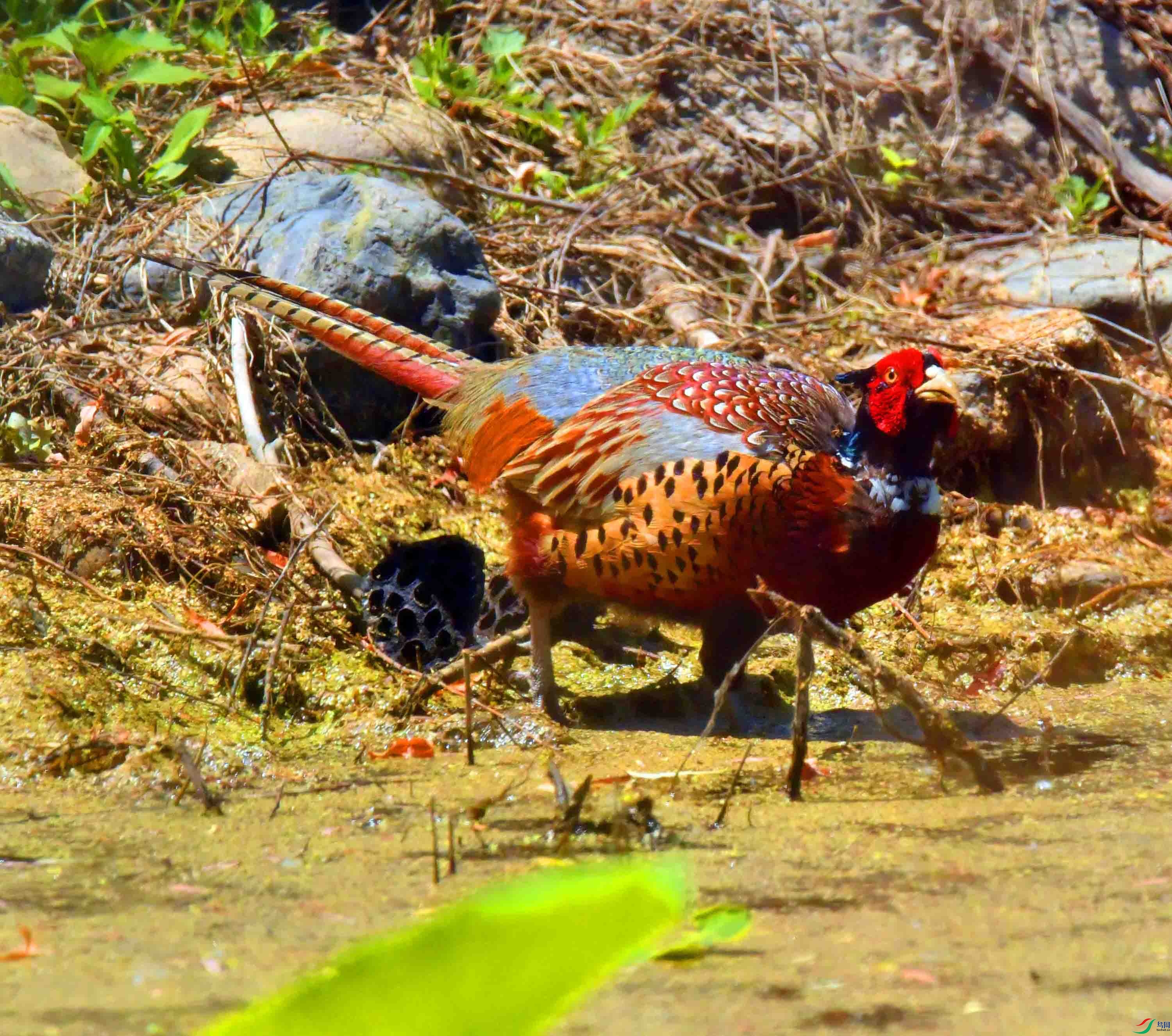 DSC_9822.JPG