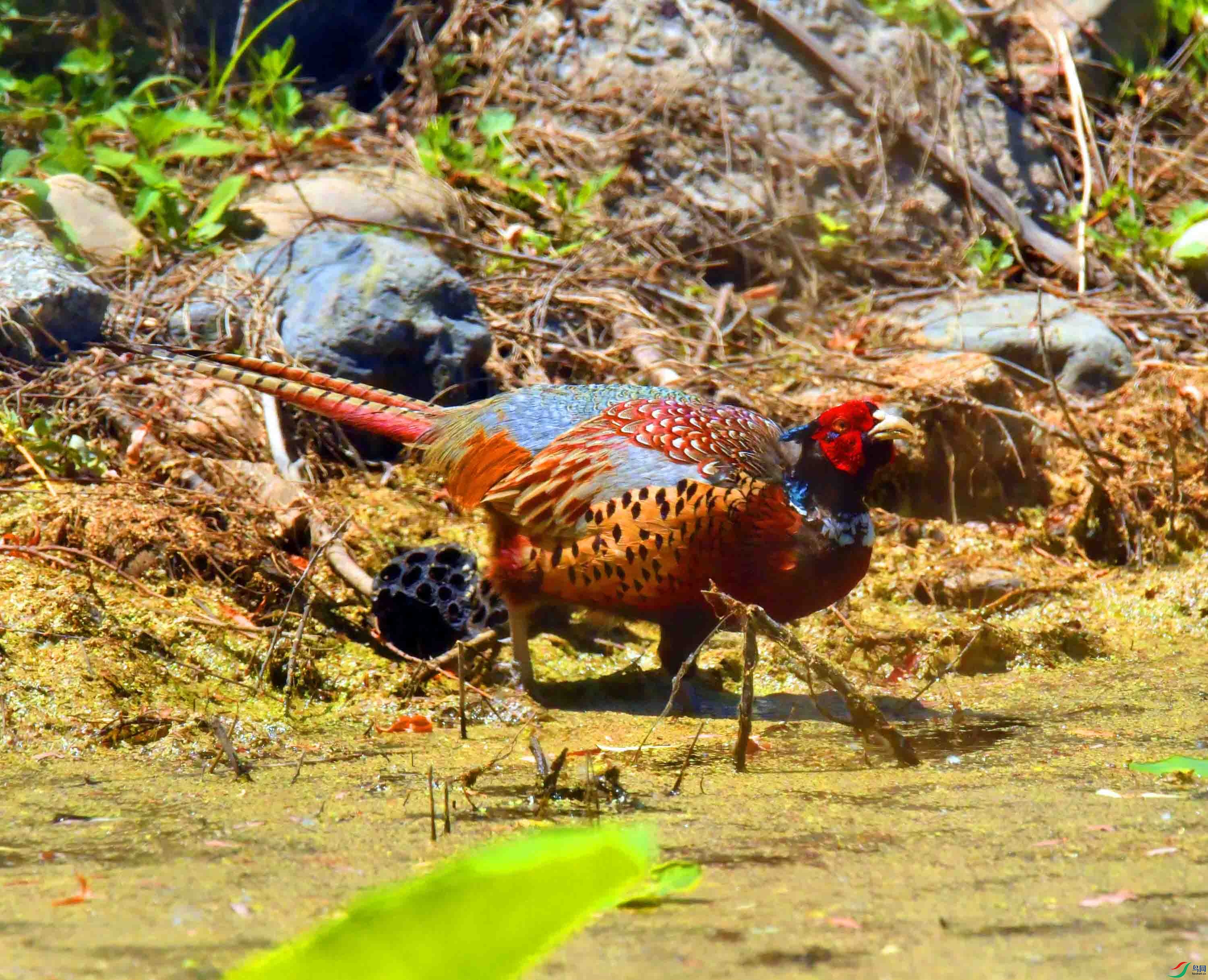 DSC_9826.JPG