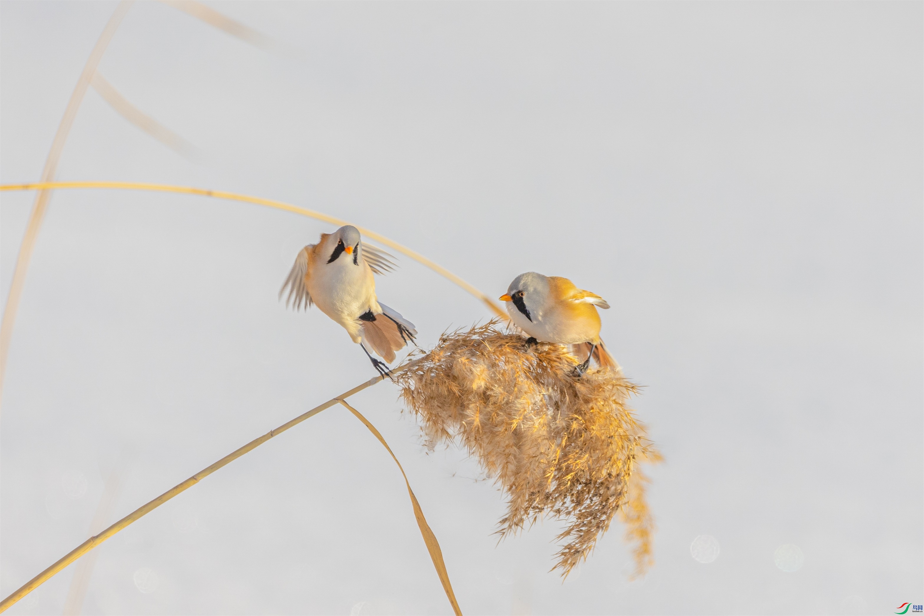 1K3A3771 ����1.jpg