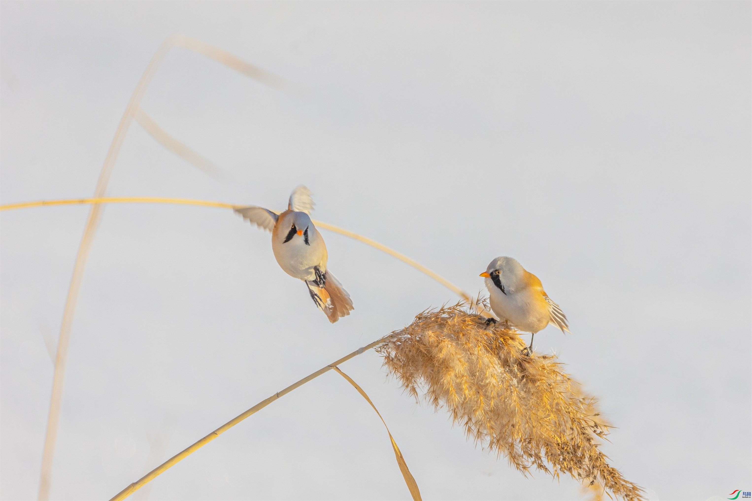 1K3A3772 ����1.jpg