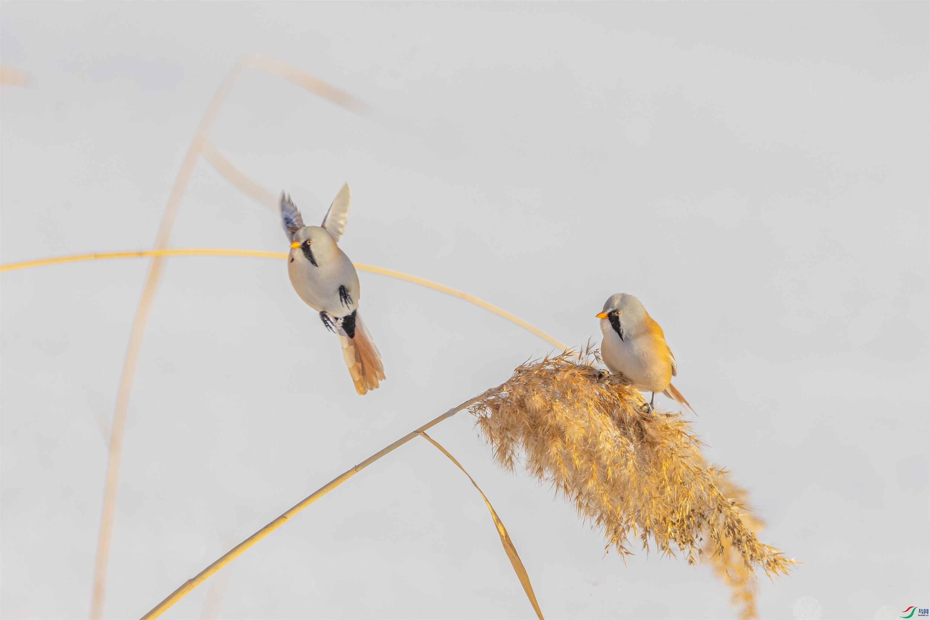 1K3A3773 ����1.jpg