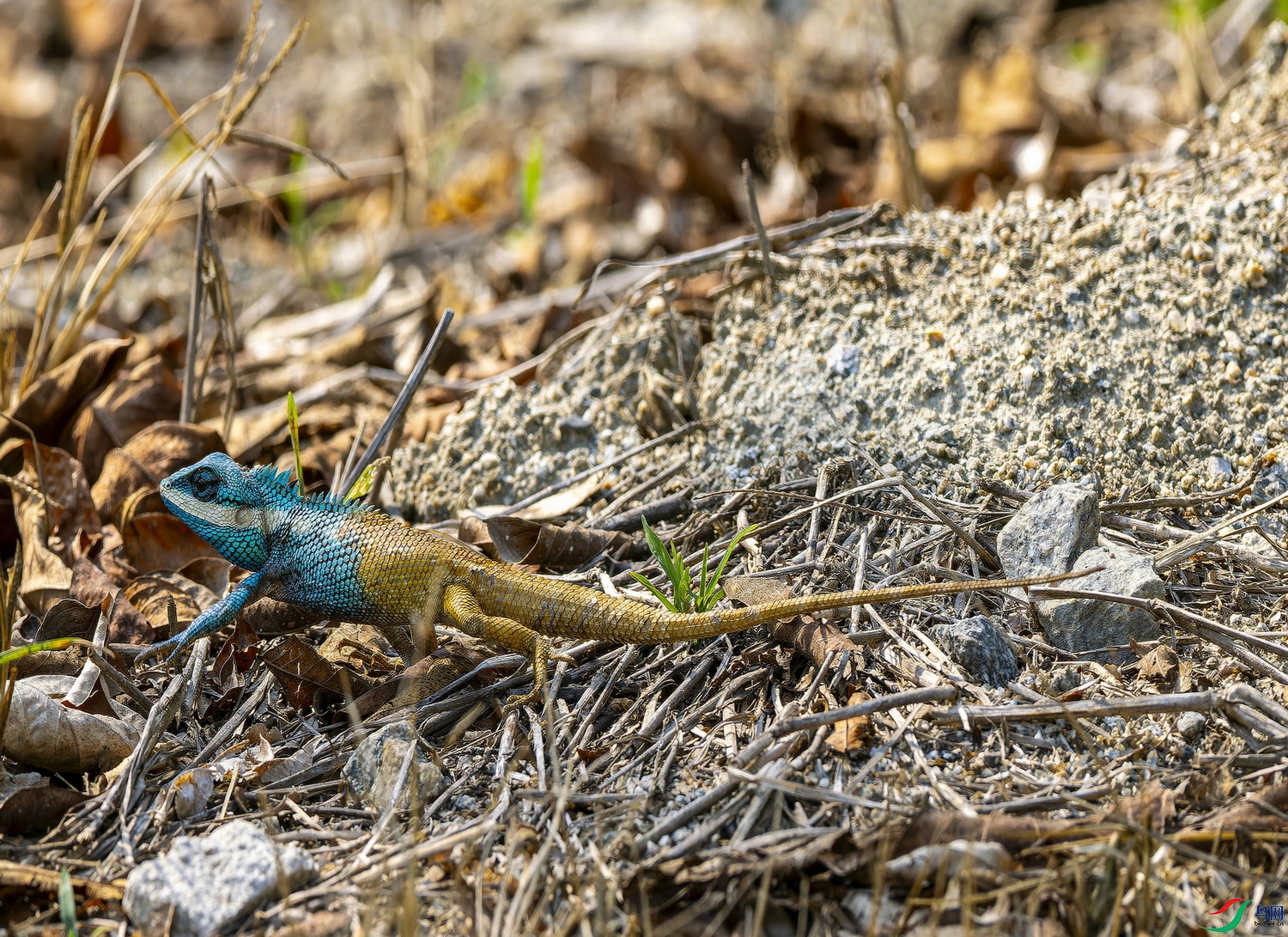 �״����� (1)-1.jpg