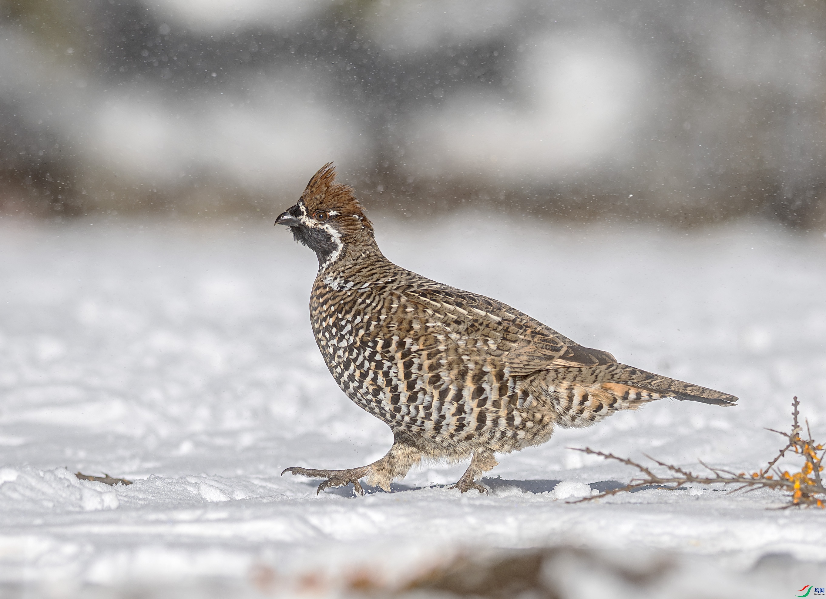 DSC_6958-����ǿ-NR ����.jpg