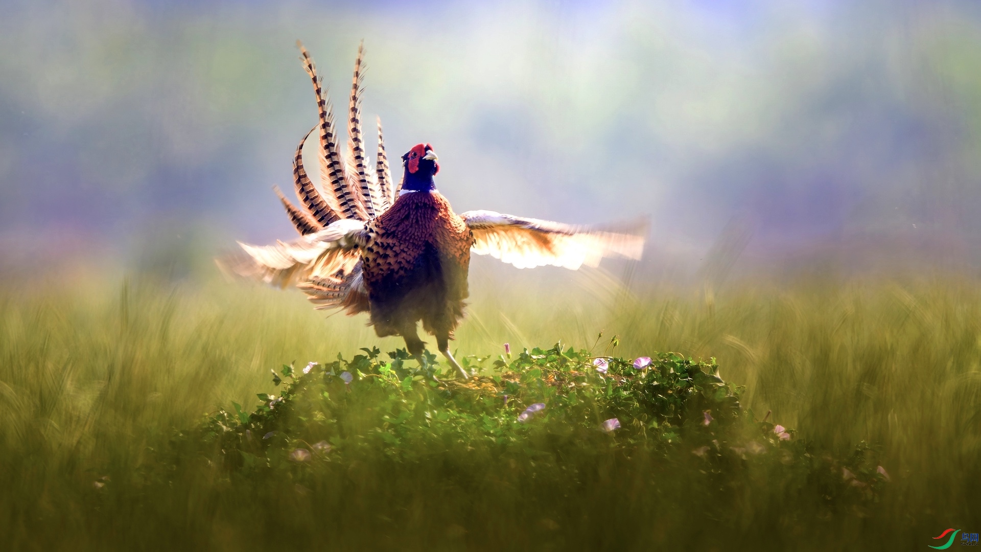 1_XXL2956-����ǿ-NR ����.jpeg