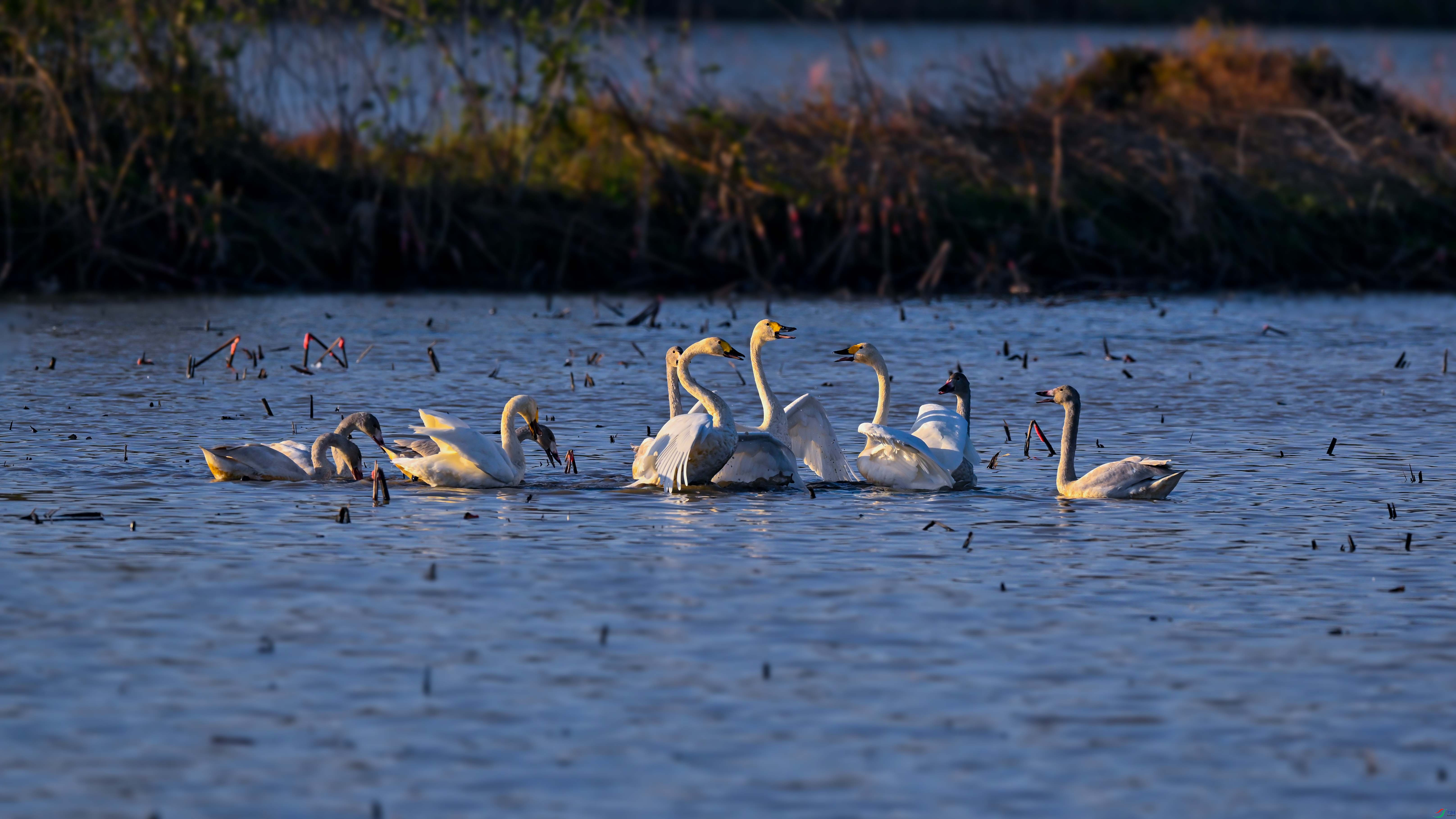 DSC_2116.jpg