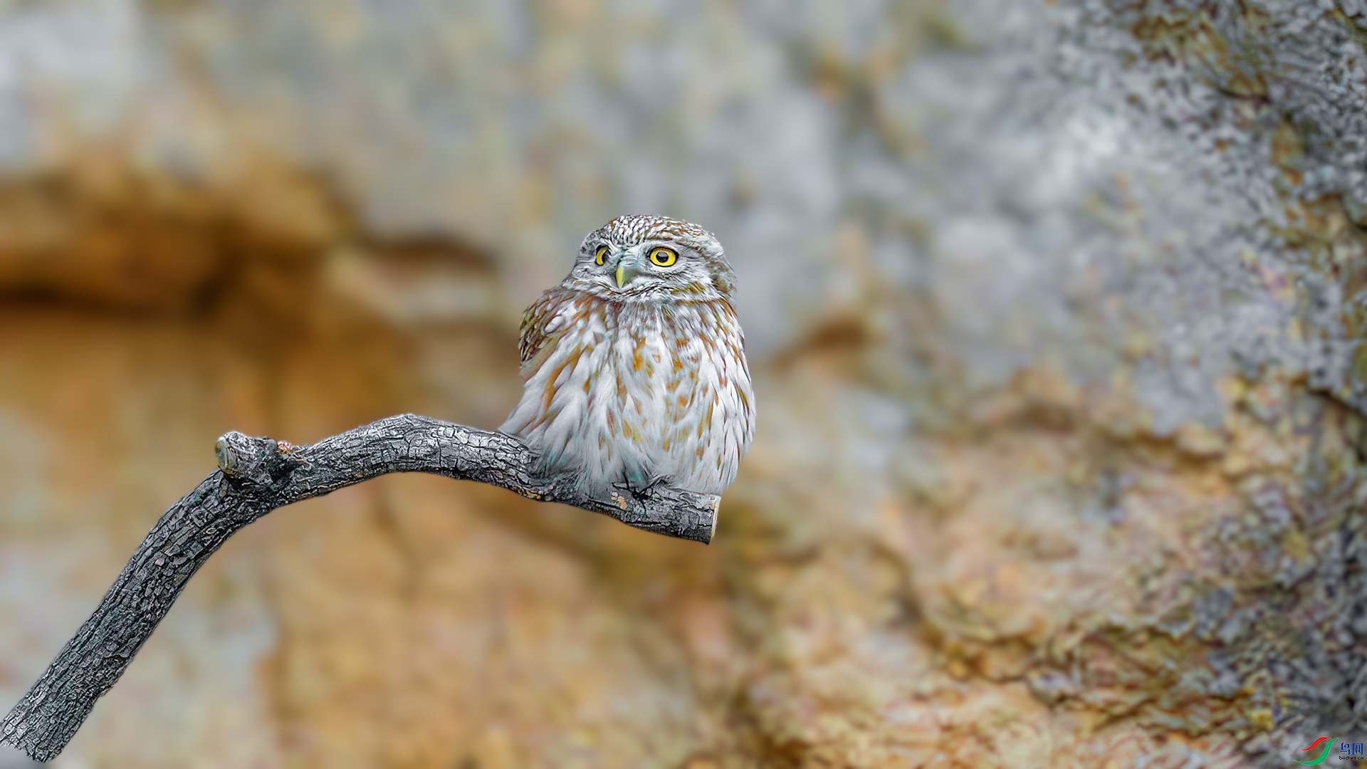 DSC_1435-����ǿ-NR.jpg