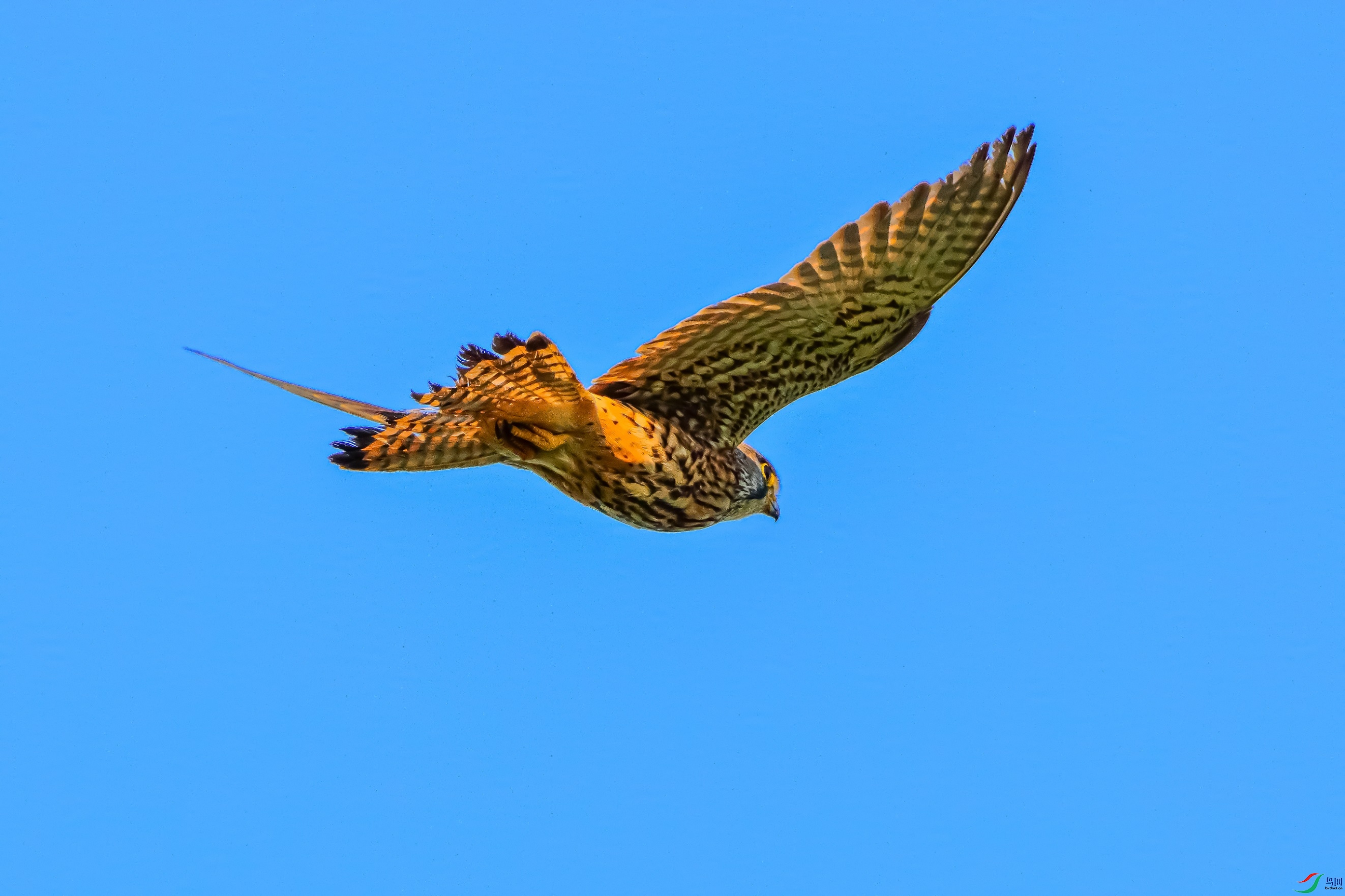 IMG_39378p1.jpg