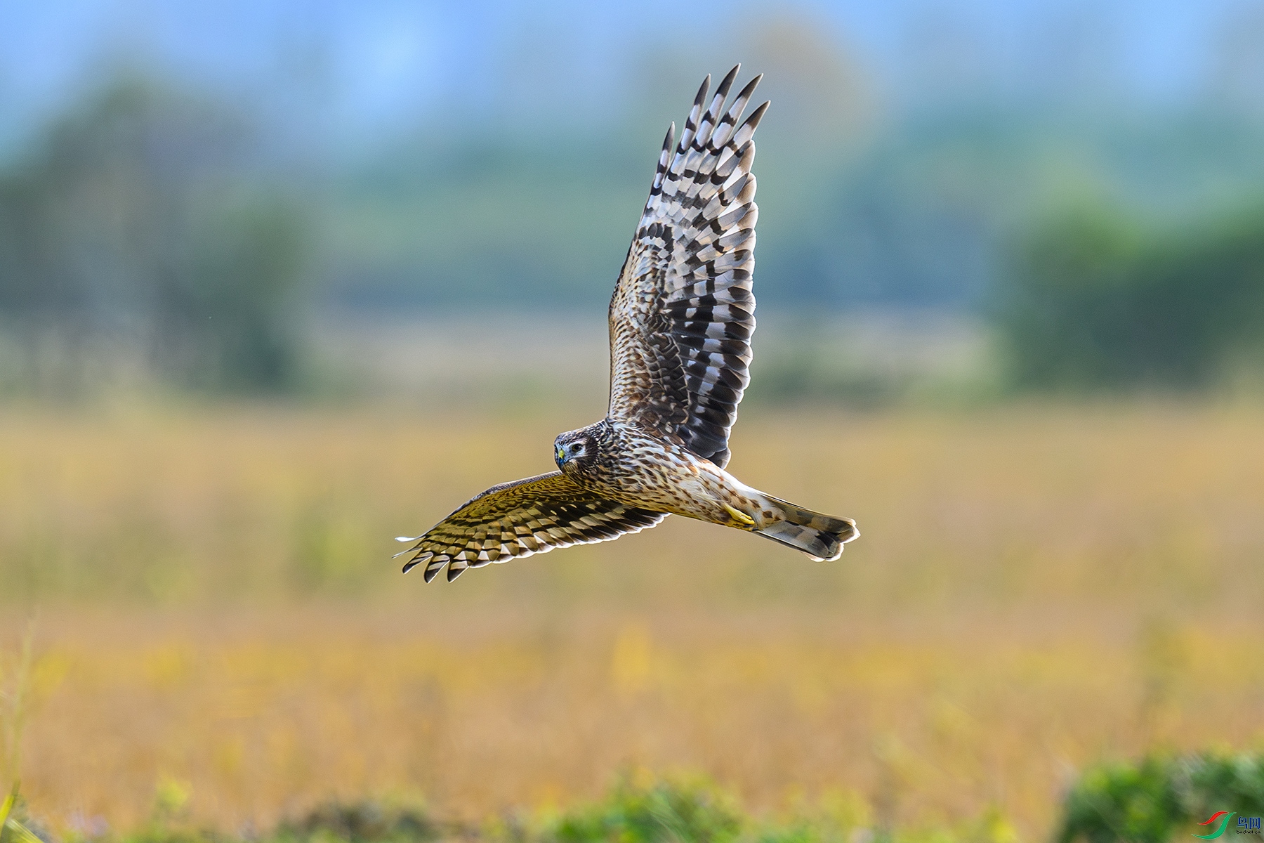 DSC_7439-1.jpg
