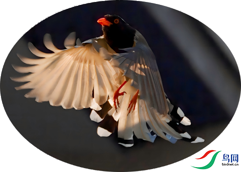 ������ȵ