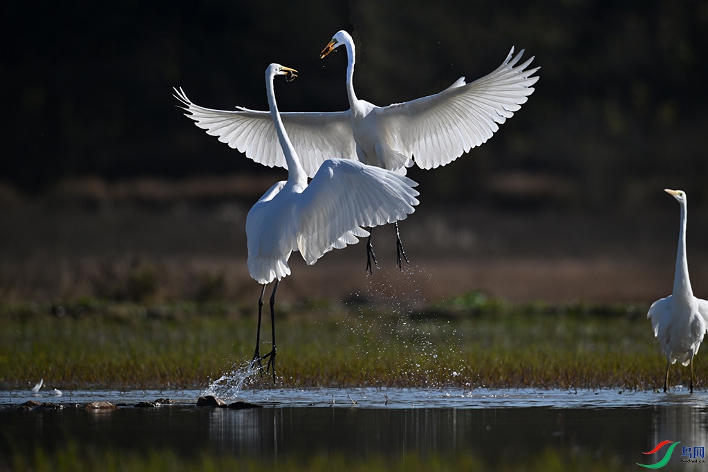 DSC_6734F.jpg
