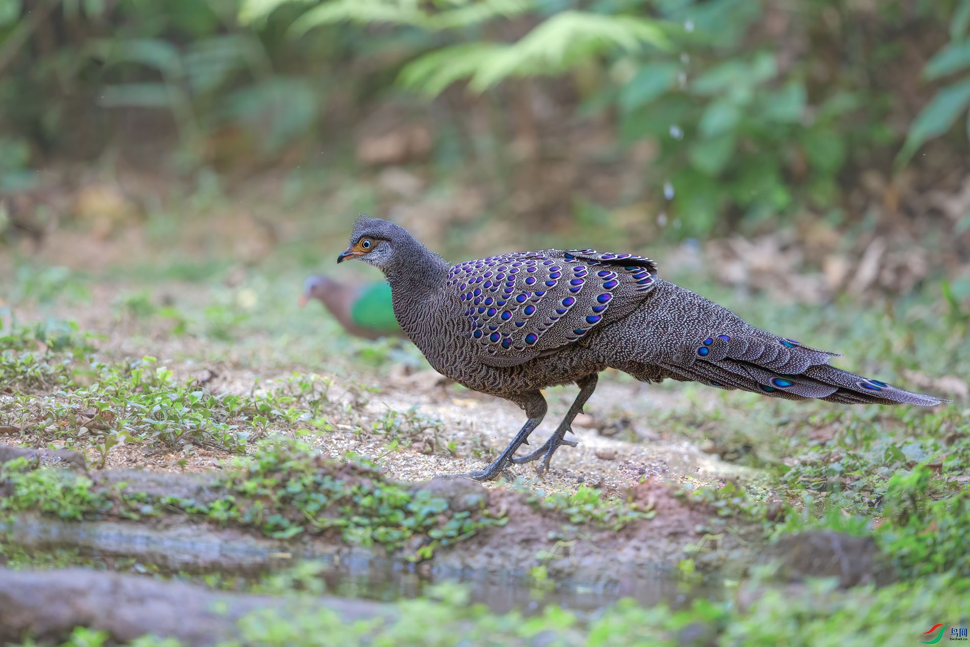a_78936-1.jpg