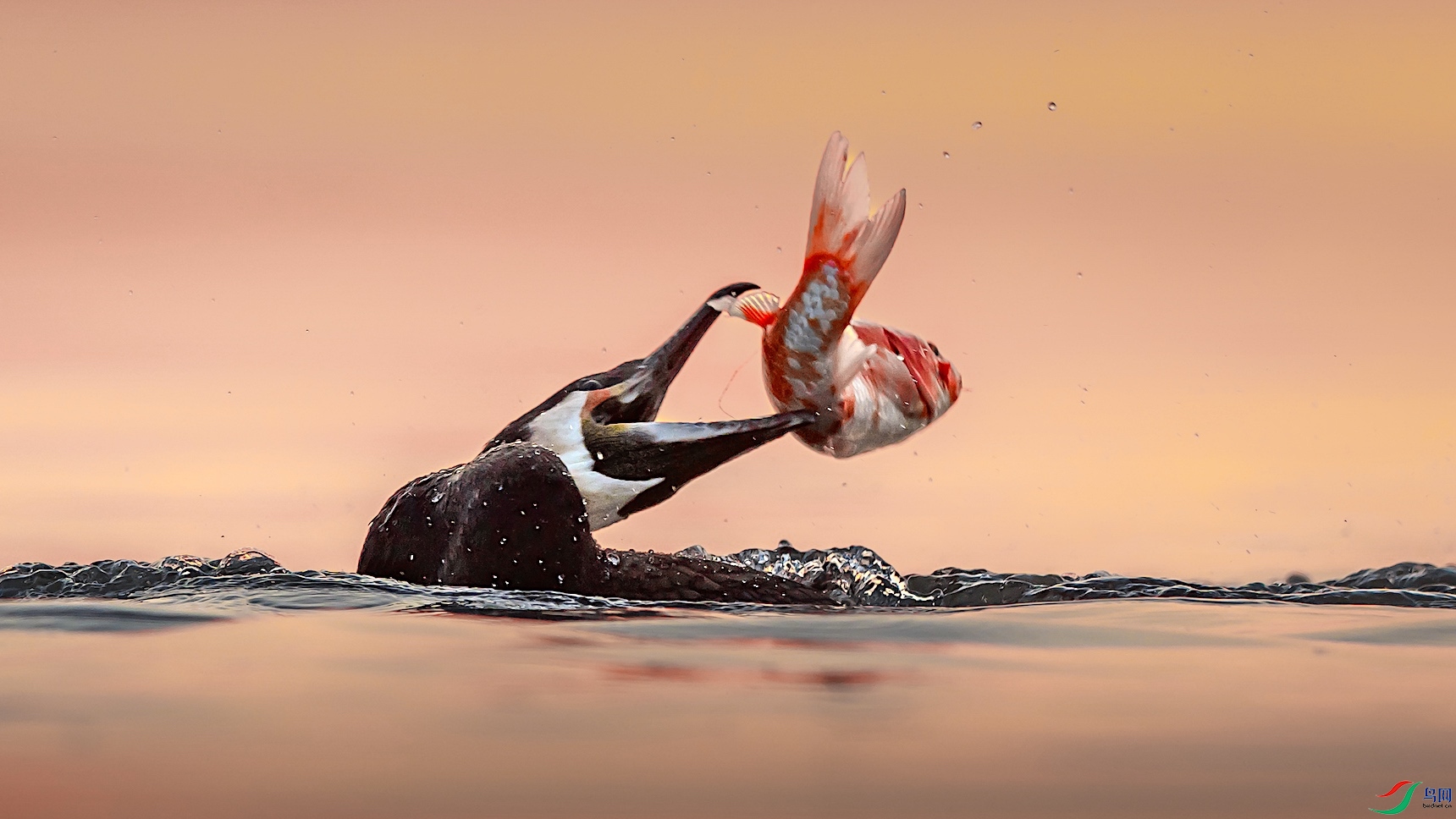 1_XXL2335 ����-1.jpeg