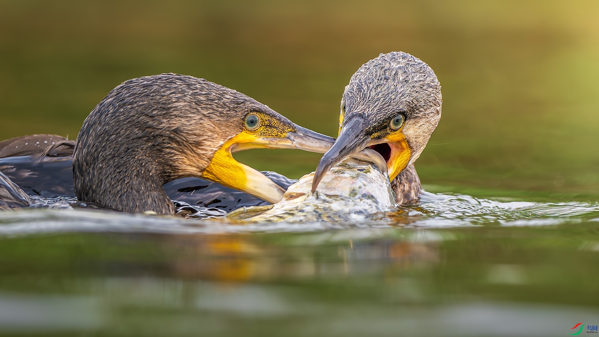 1_XXL5482-����ǿ-NR ���� 2.jpeg