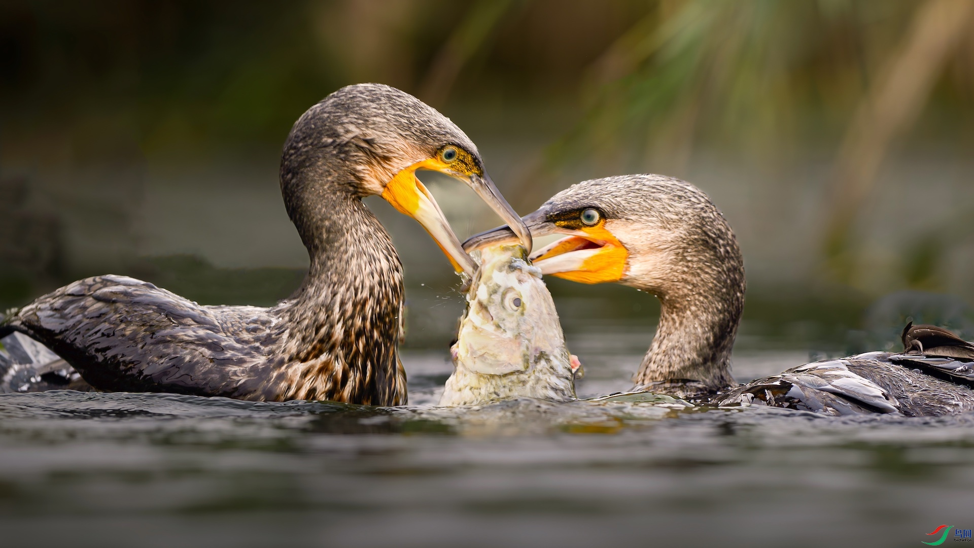 1_XXL5589-����ǿ-NR ����-1-1.jpeg