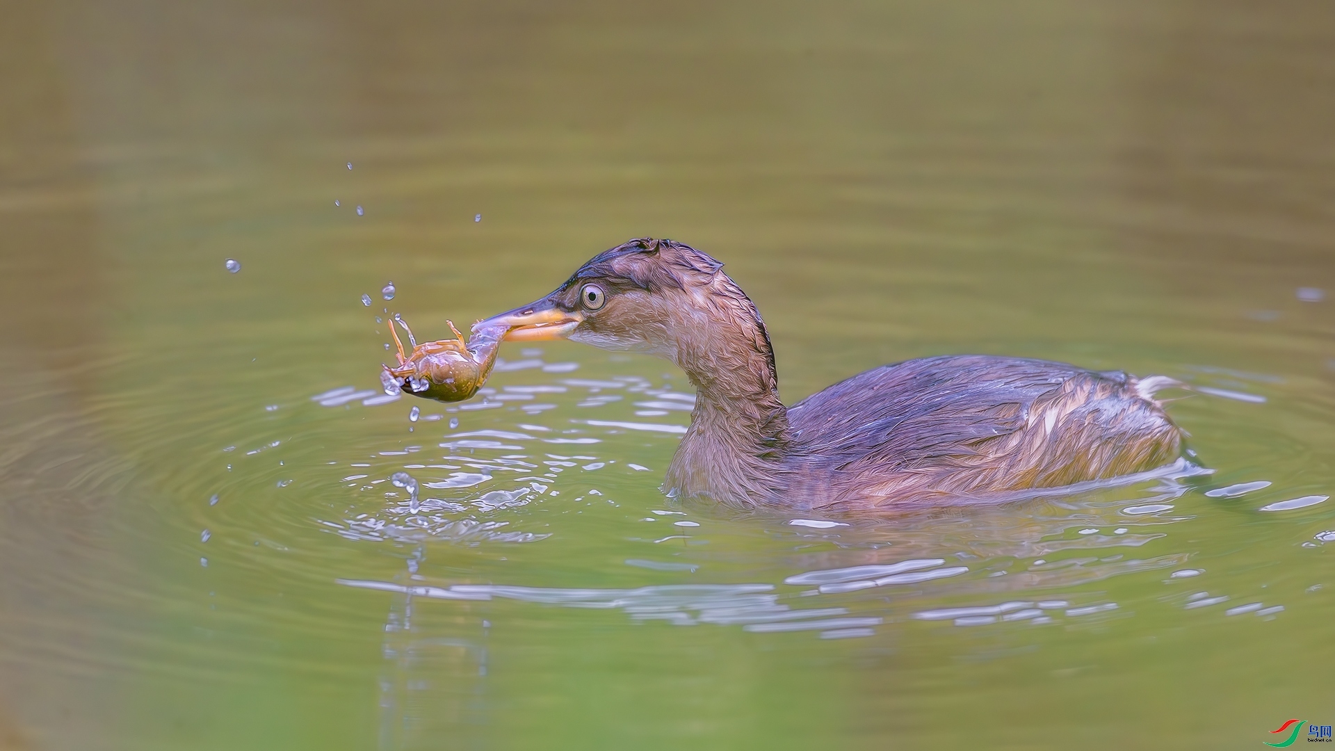 11.27�ƽ�Ҷ��ʦ��Ʒ   ��ζ���� ��ף���ٻ����Ѿ�����.jpg