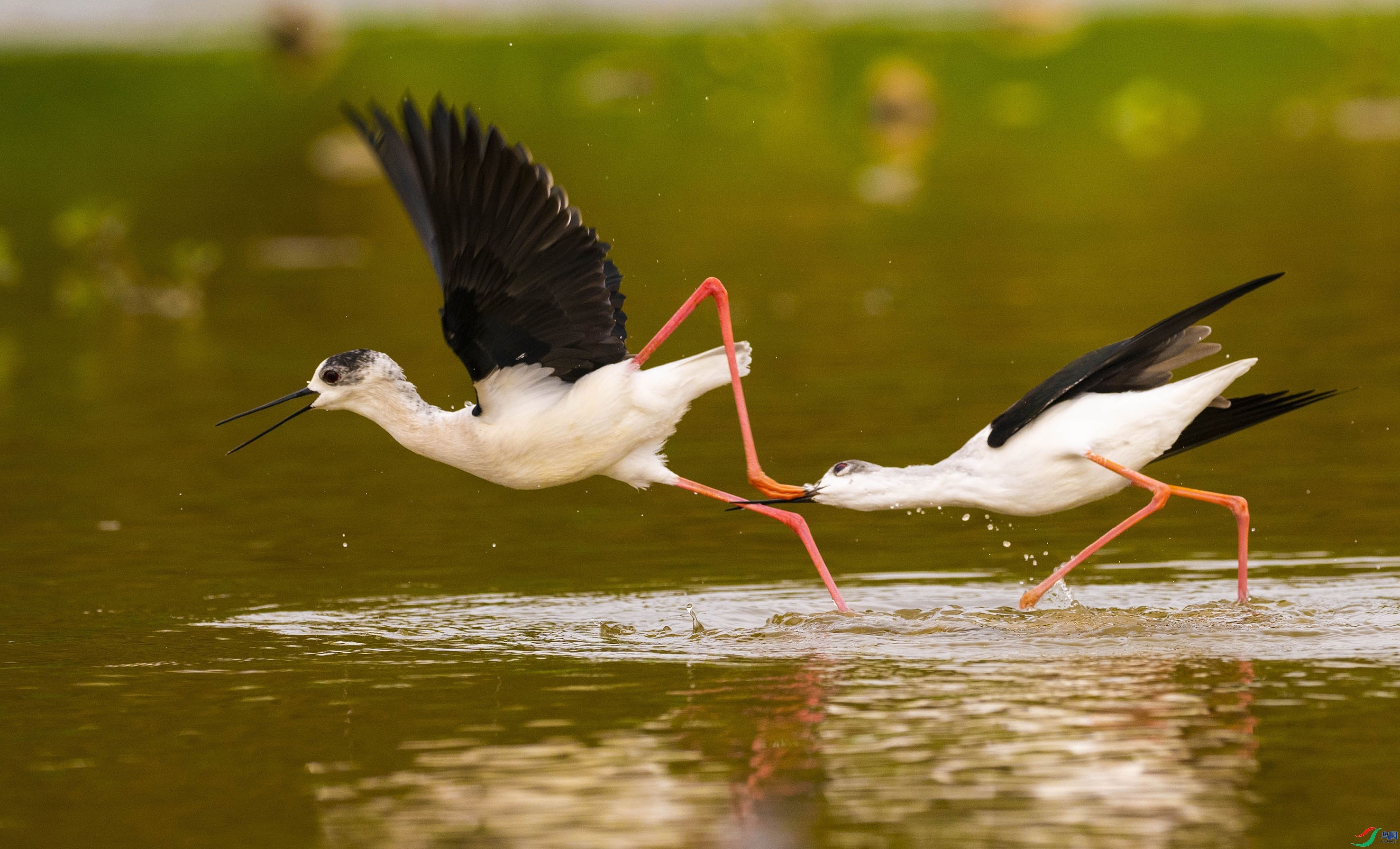 12.1����������ʦ��Ʒ   ҧһ�� ��ף���ٻ�ÿ�ռ�����.jpg