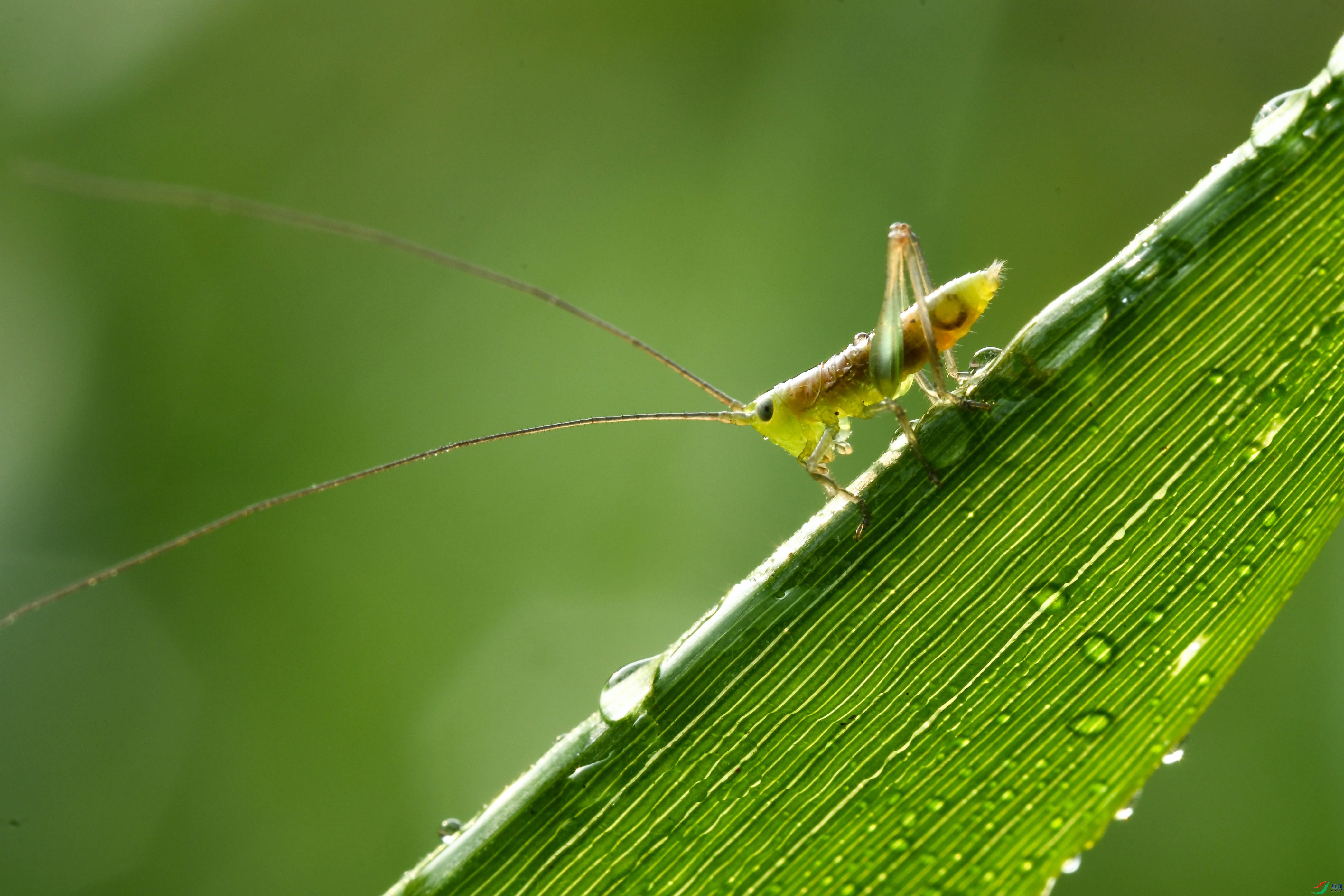 DSC_2529-0.jpg
