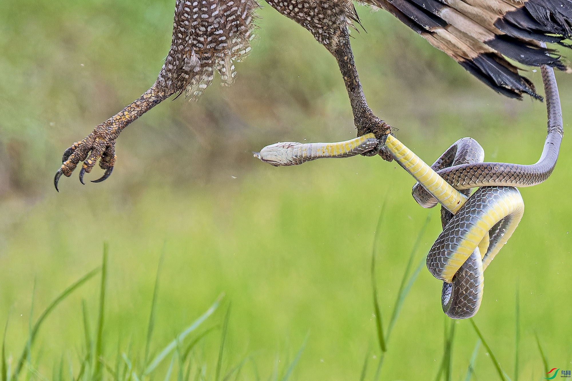 _97A1465-CR3 copy.jpg