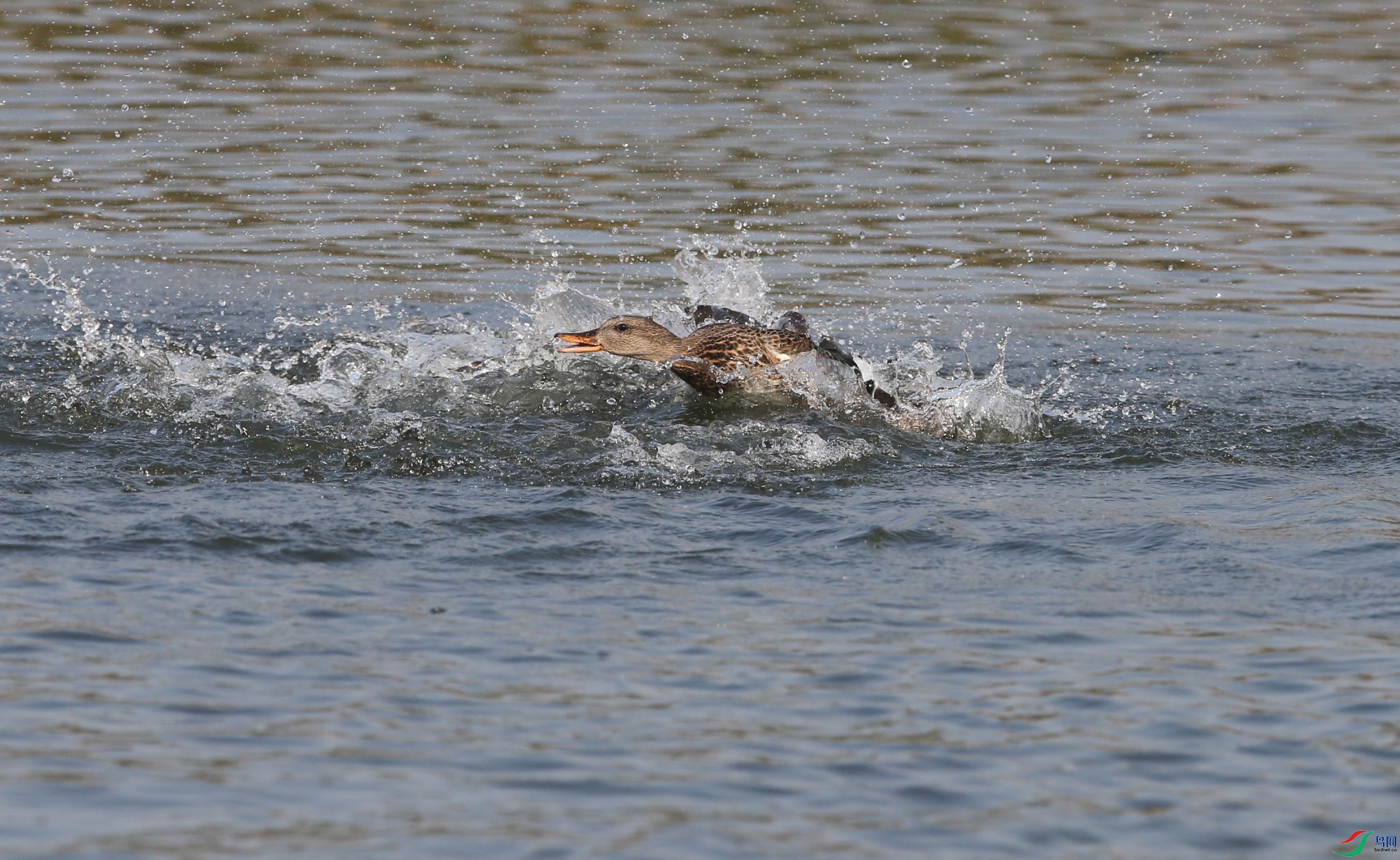 D89P3890.JPG
