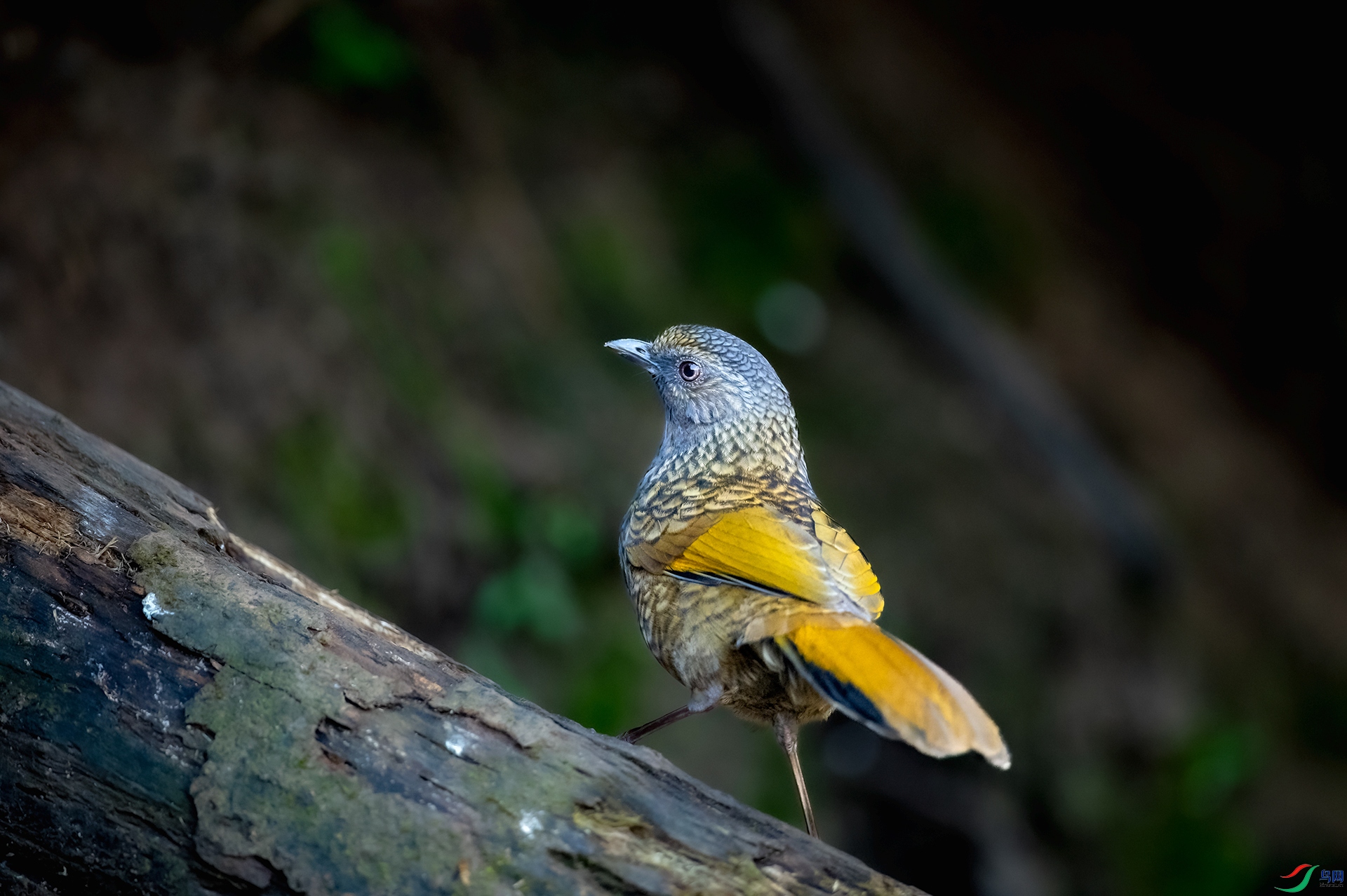 DSC_8520-1.jpg