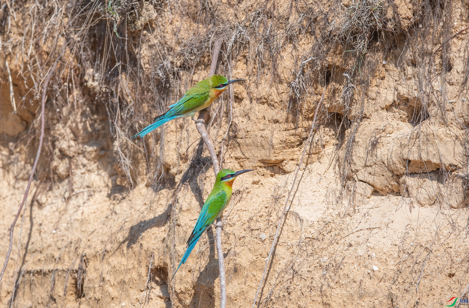 DSC_4765-1.jpg