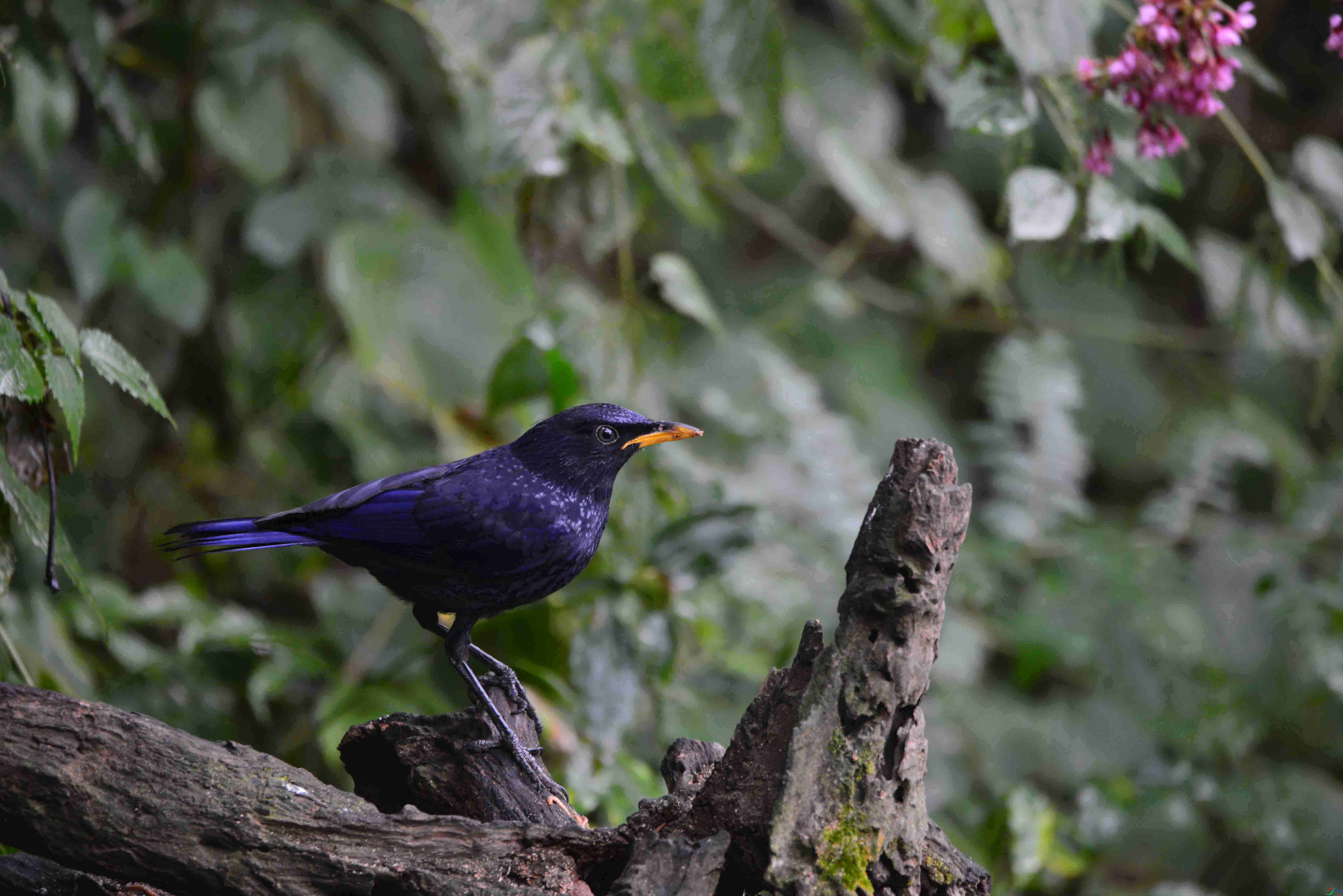 DSC_8810.JPG