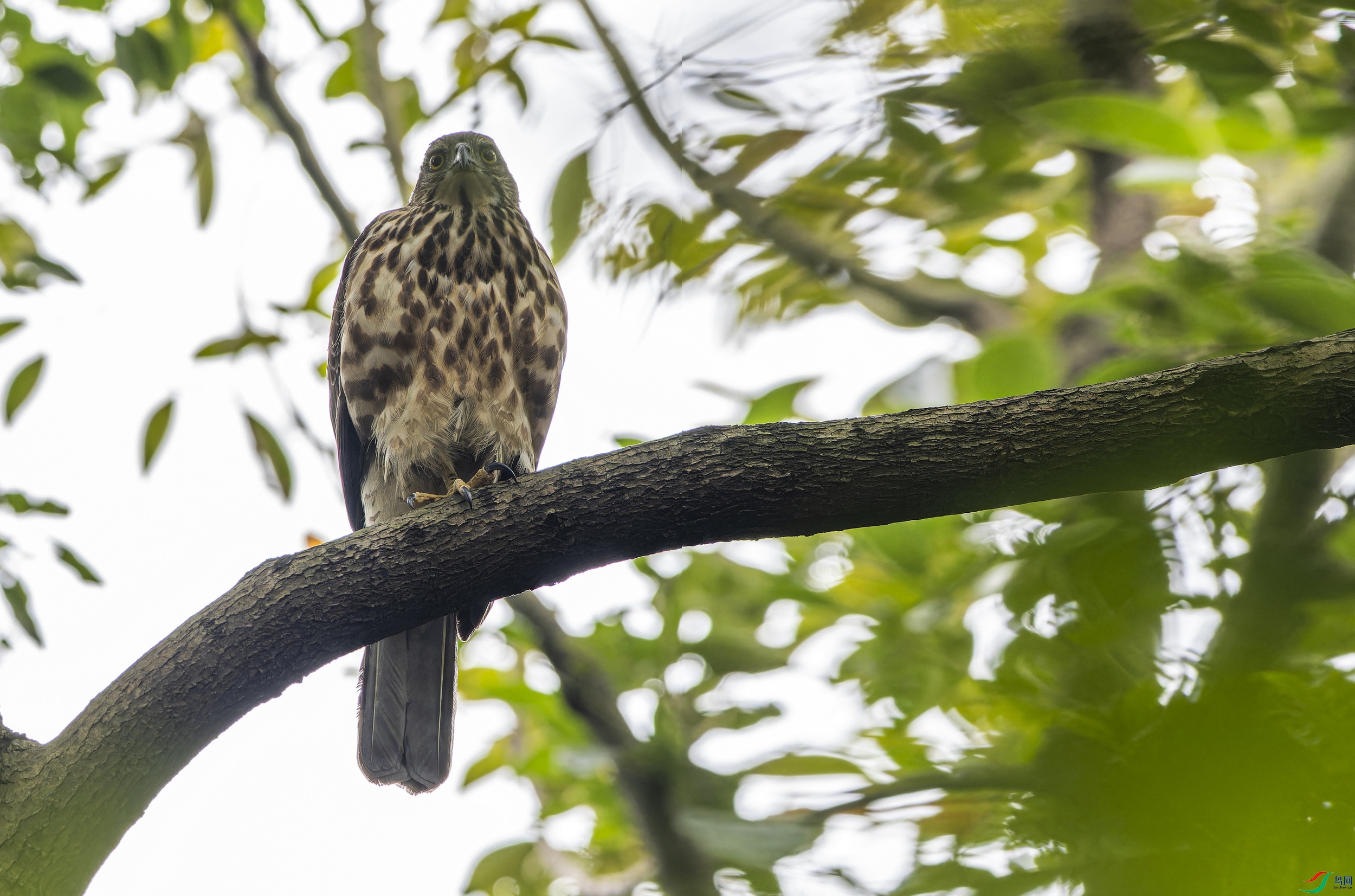 ��ͷӥ (25)-1.jpg