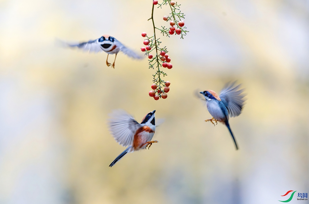 DSC08650-ARW_DxO_DeepPRIME ����.jpg