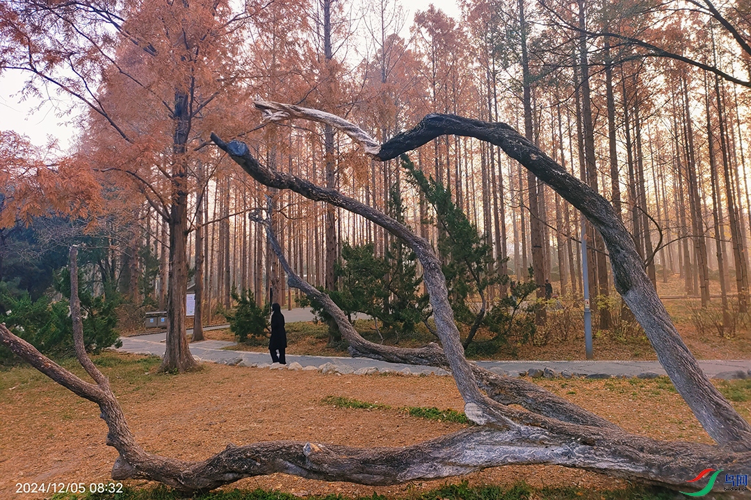 IMG_20241205_083230a .jpg