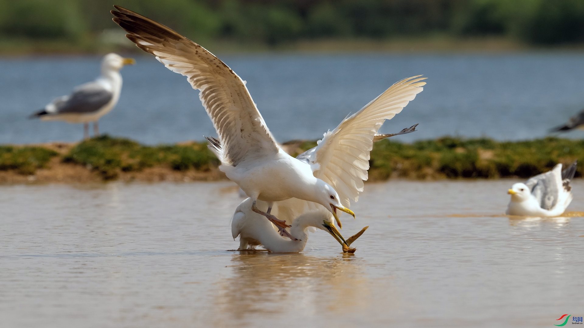DSC_9660-1==0w.jpg