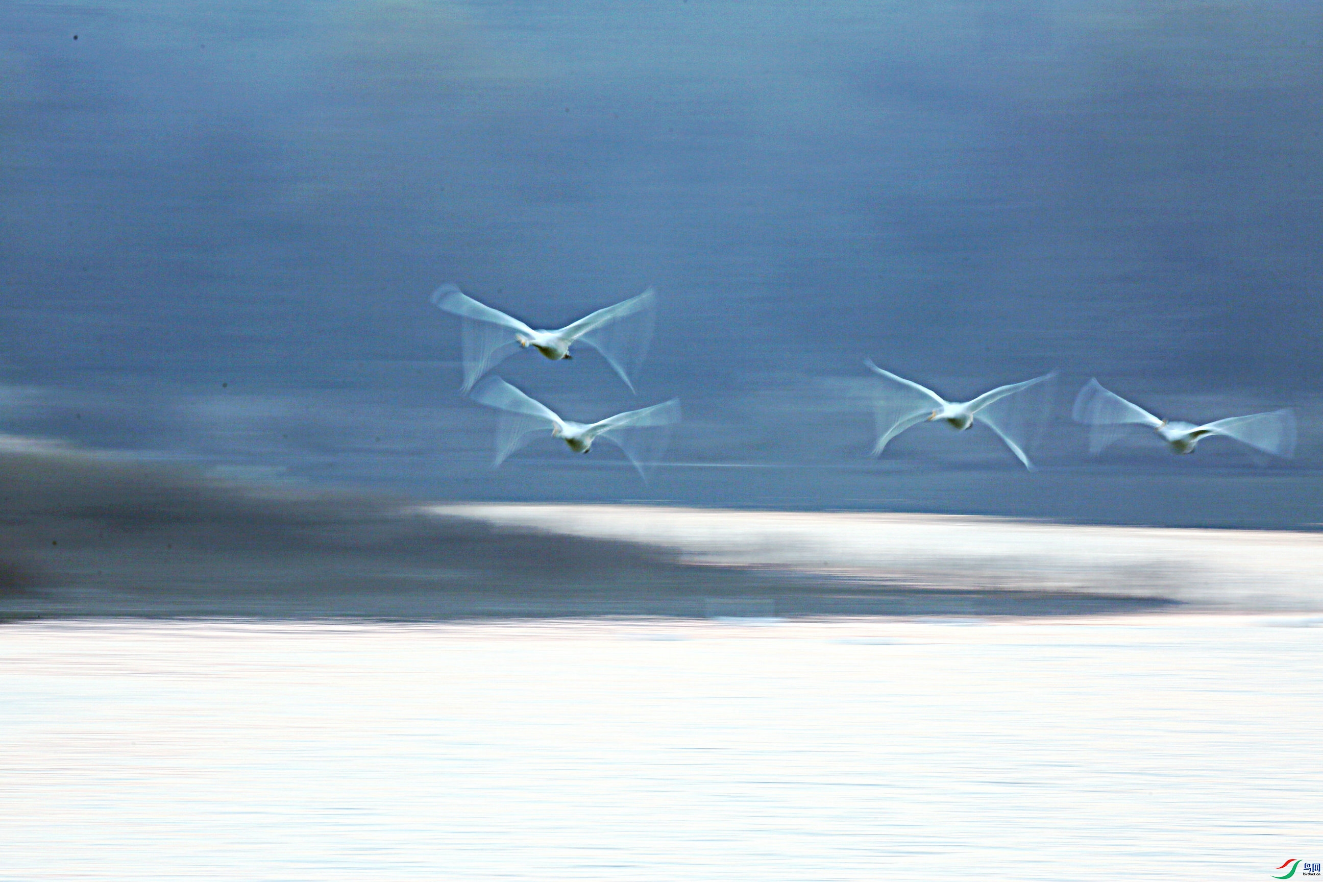 BG3A2000_����.JPG