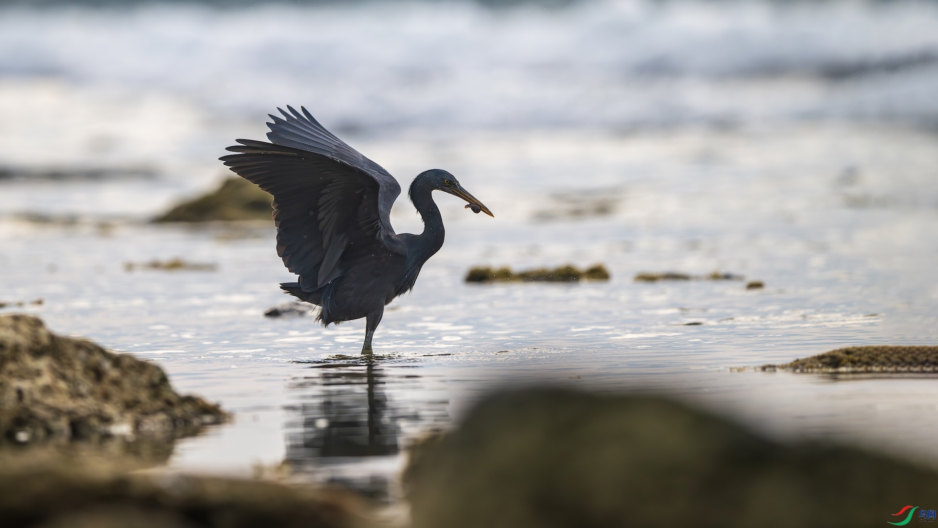 1_XXL8958-����ǿ-NR ����.jpg