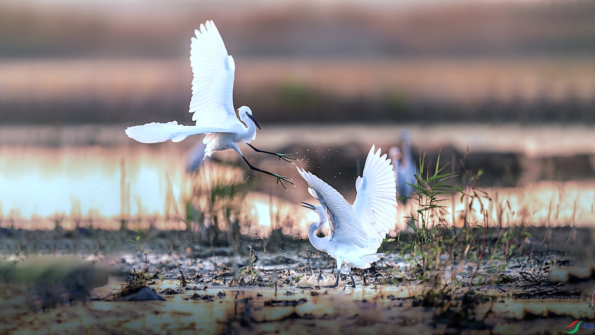 1-3XXL_3010-����ǿ-NR ����.jpeg