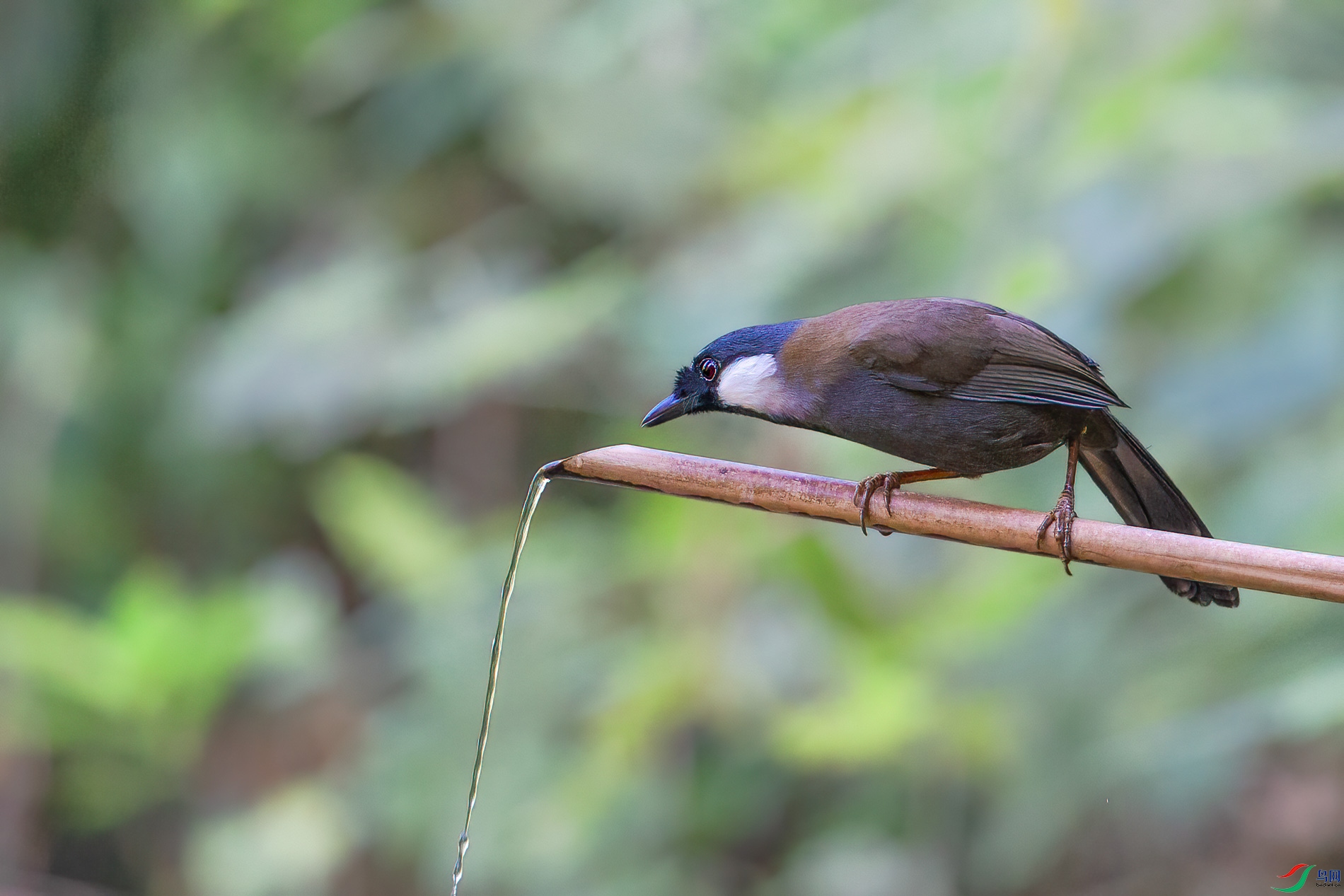 a_78989-1.jpg