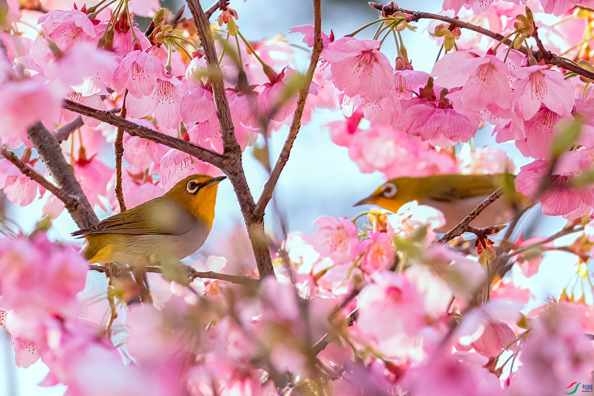 407A0691 ����-Sh---1 .jpg