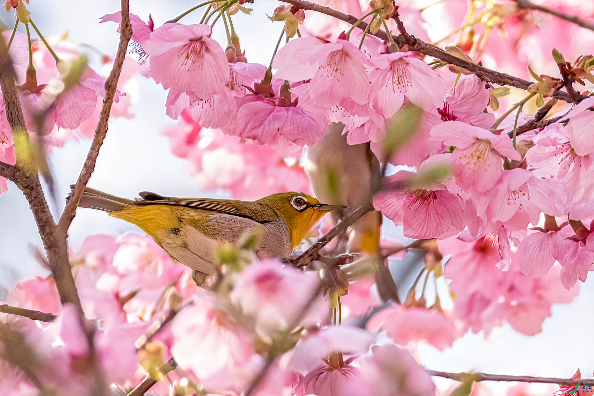 407A0753 ����-Sh----1 .jpg