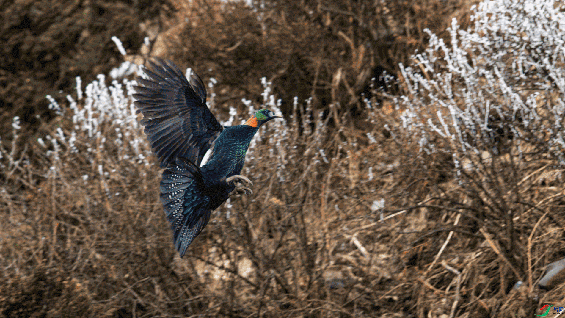 _00A7672-CR2_DxO_DeepPRIME.gif
