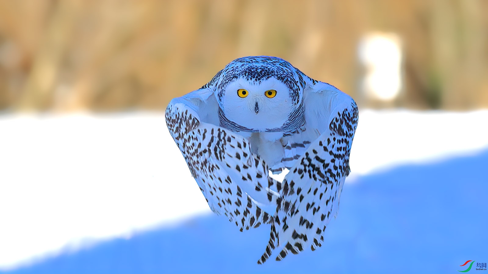 2P5A2544-DeNoiseAI-clear (1).jpg