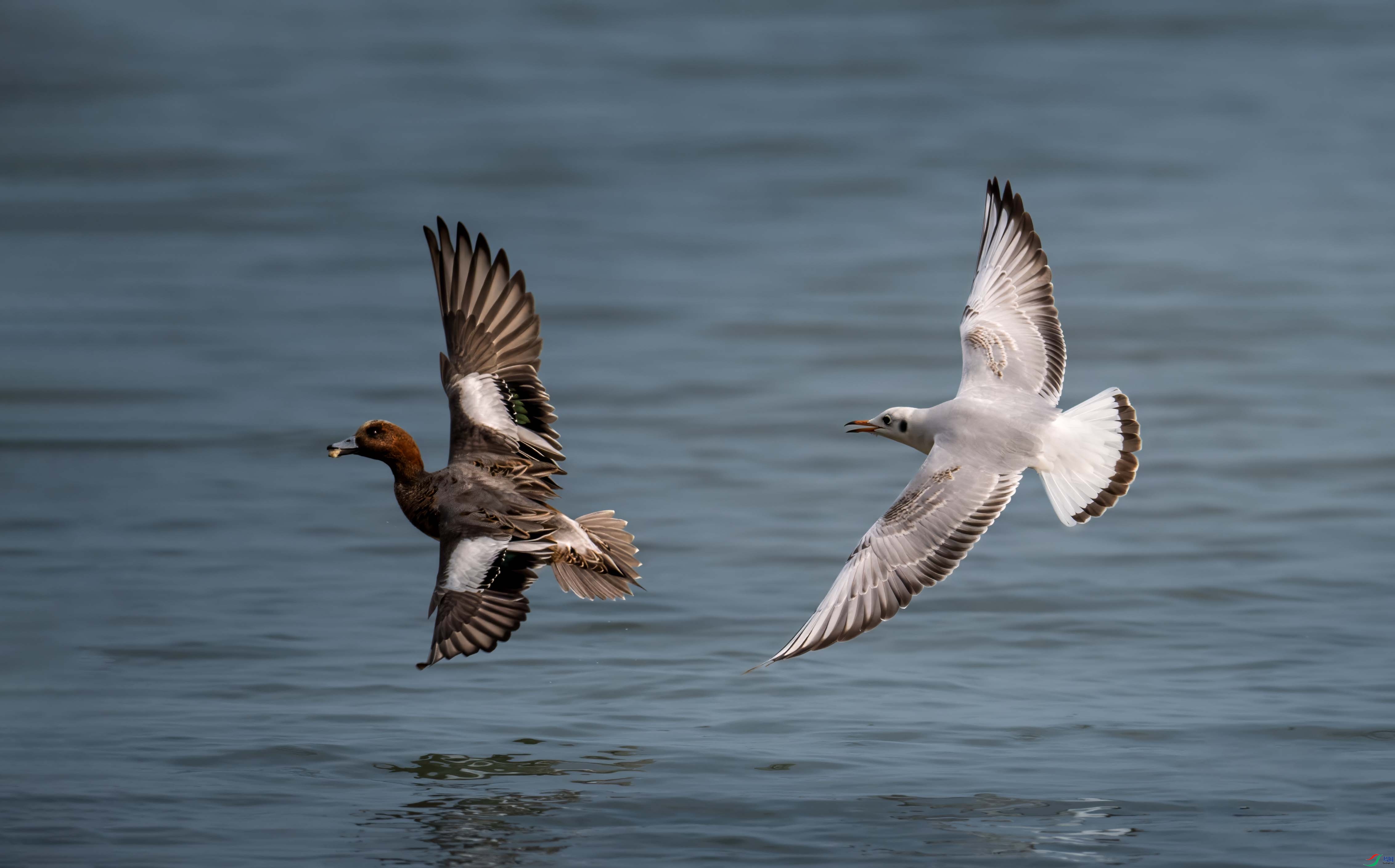 DSC_3871 ����1.jpg