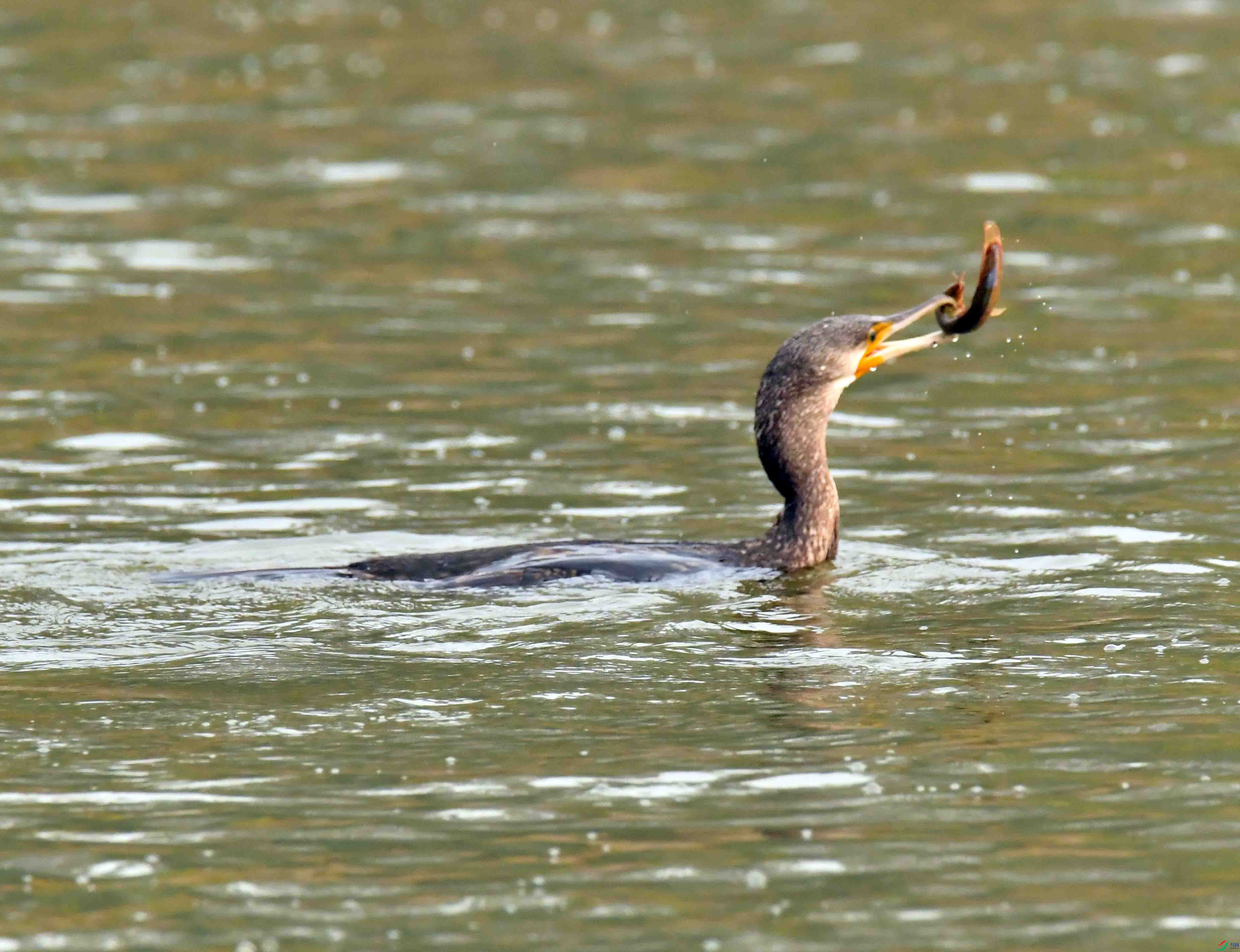 DSC_6559.JPG