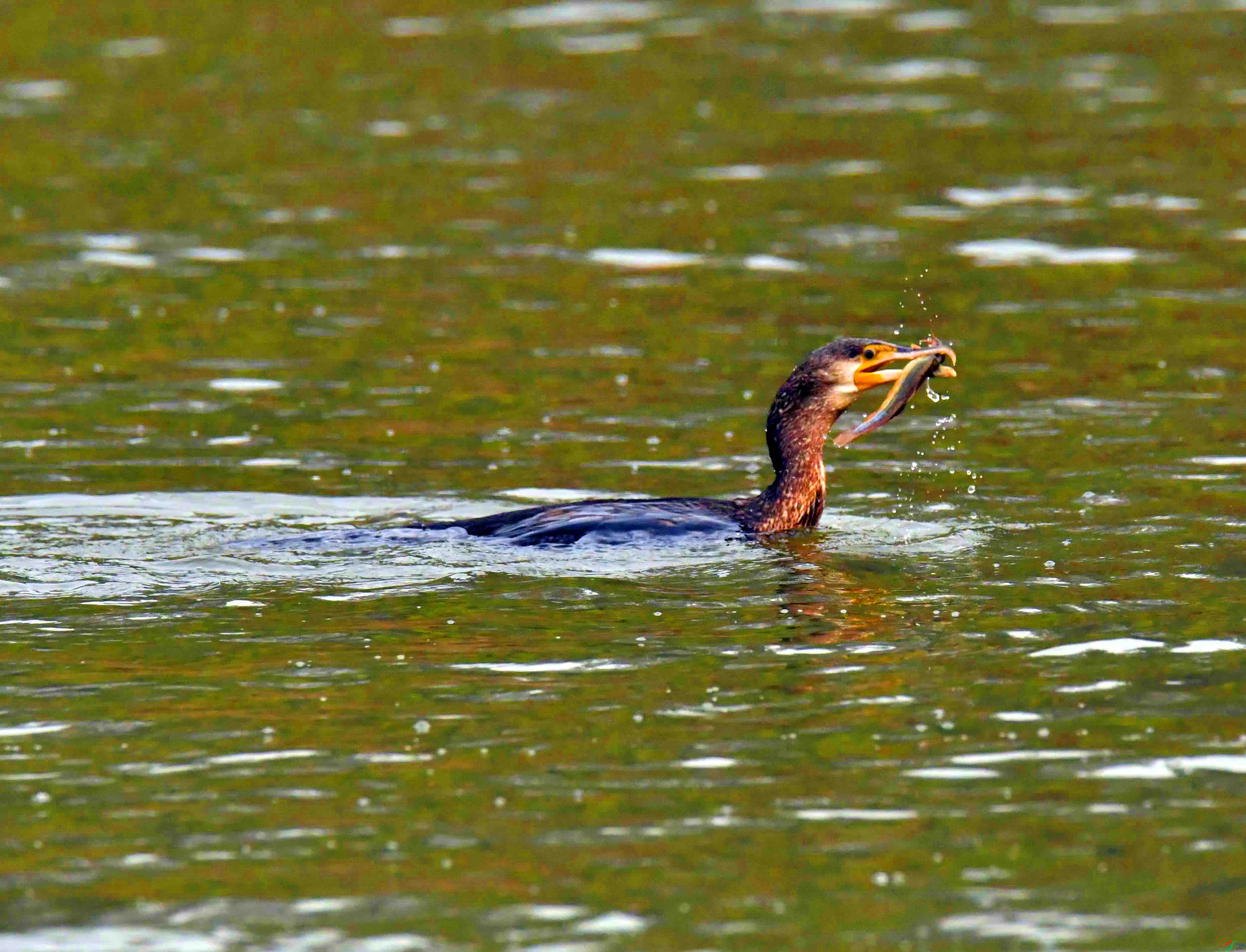 DSC_6564.JPG