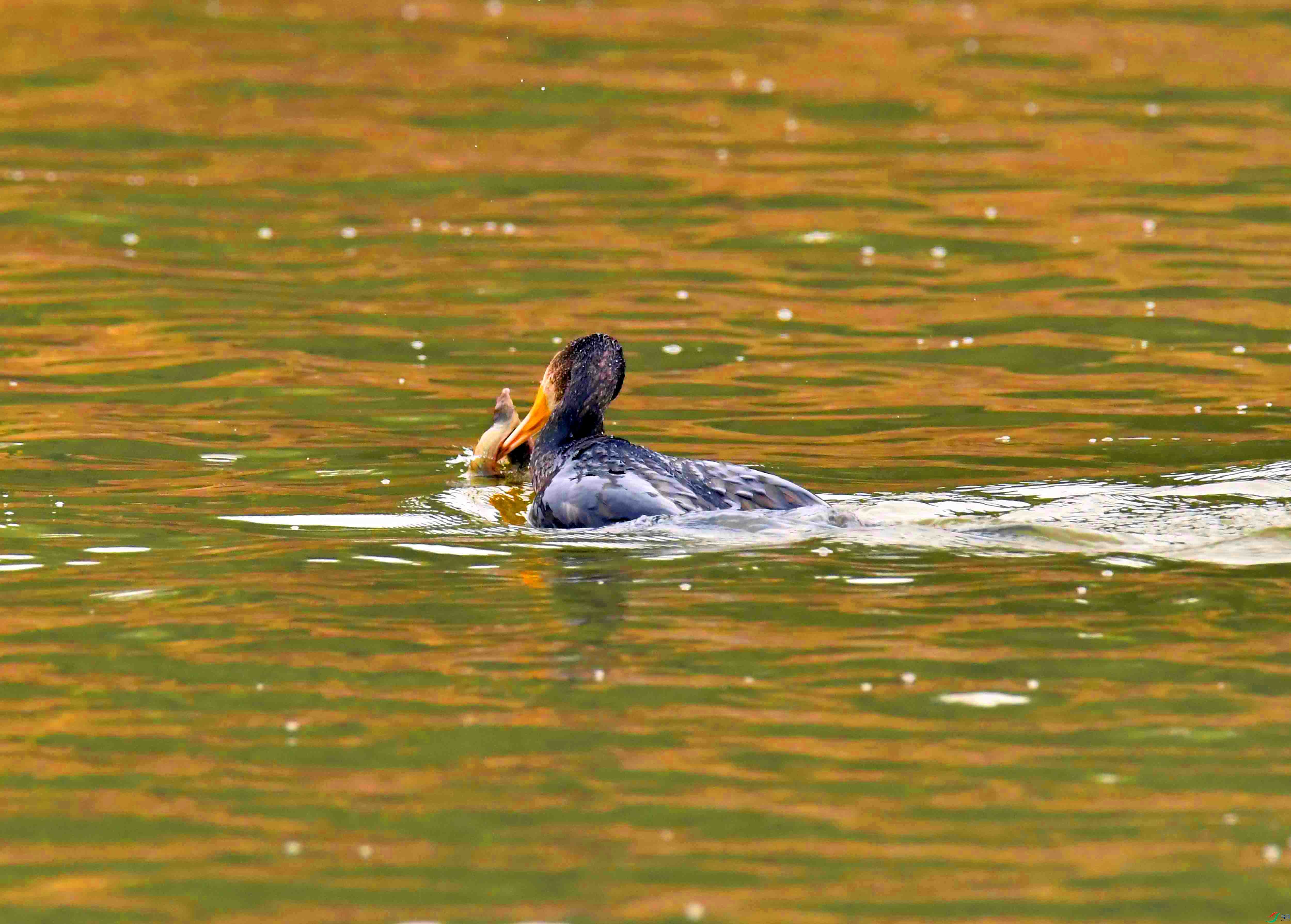 DSC_6603.JPG