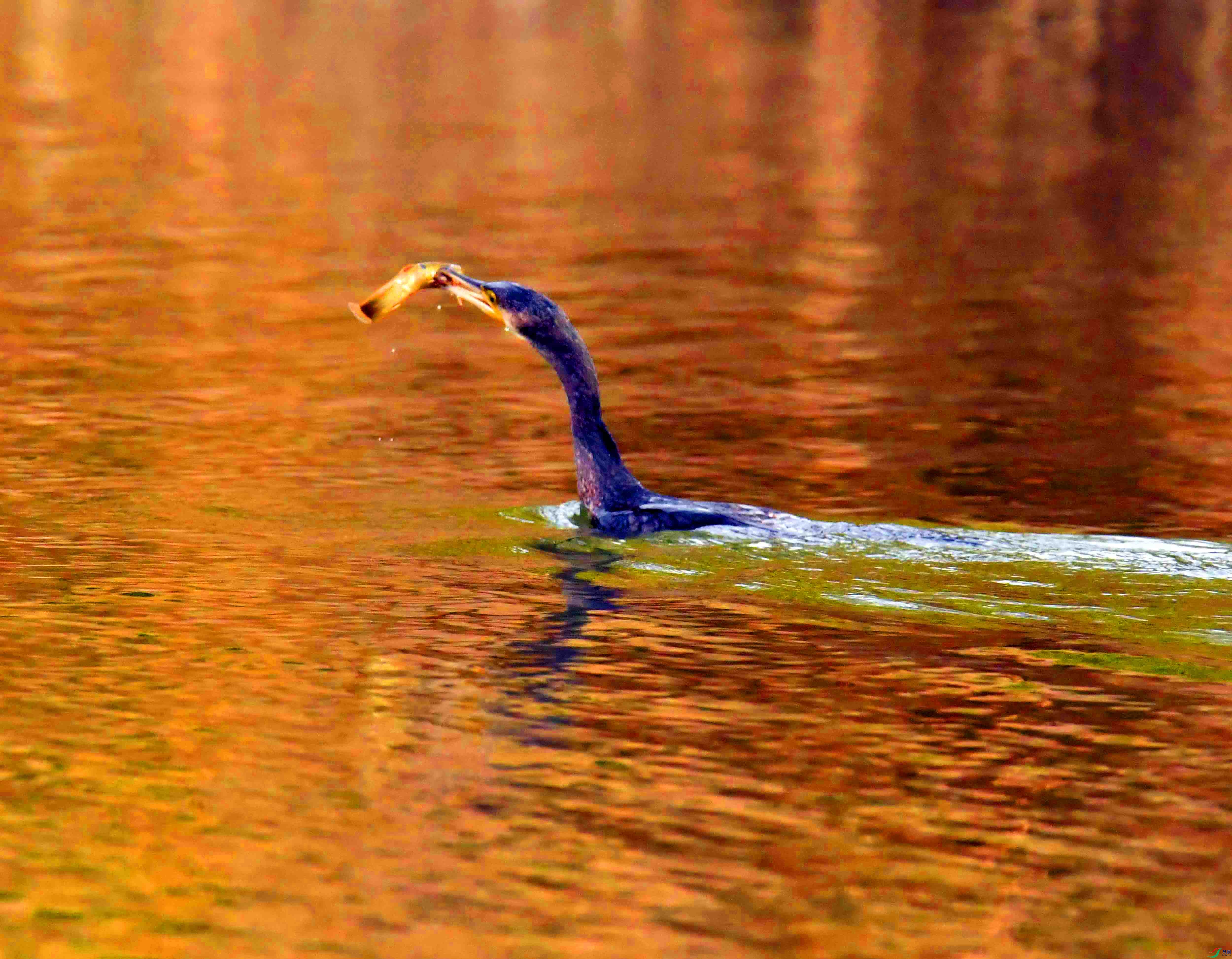 DSC_7802.JPG