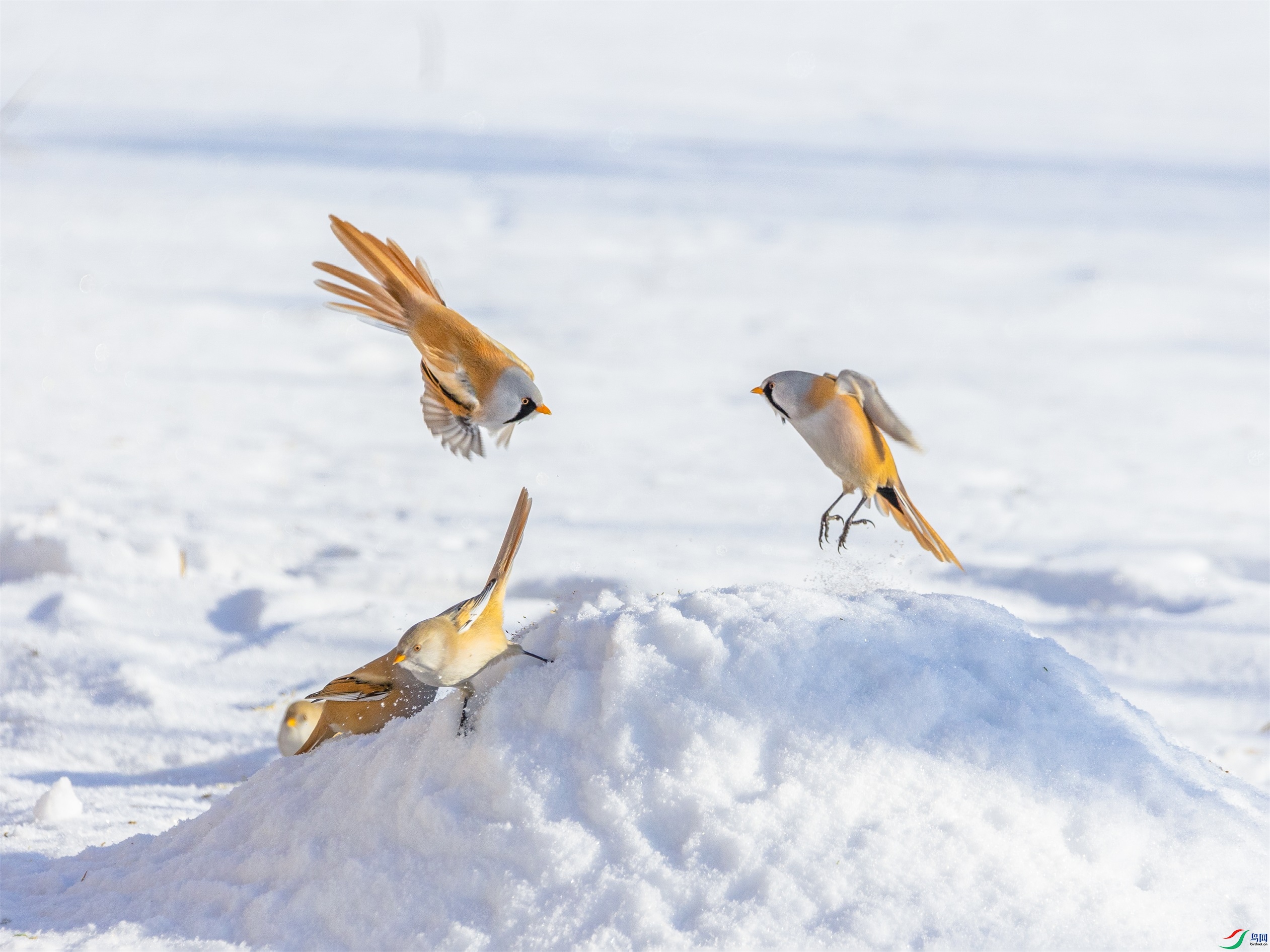 1K3A9998 ����1.jpg