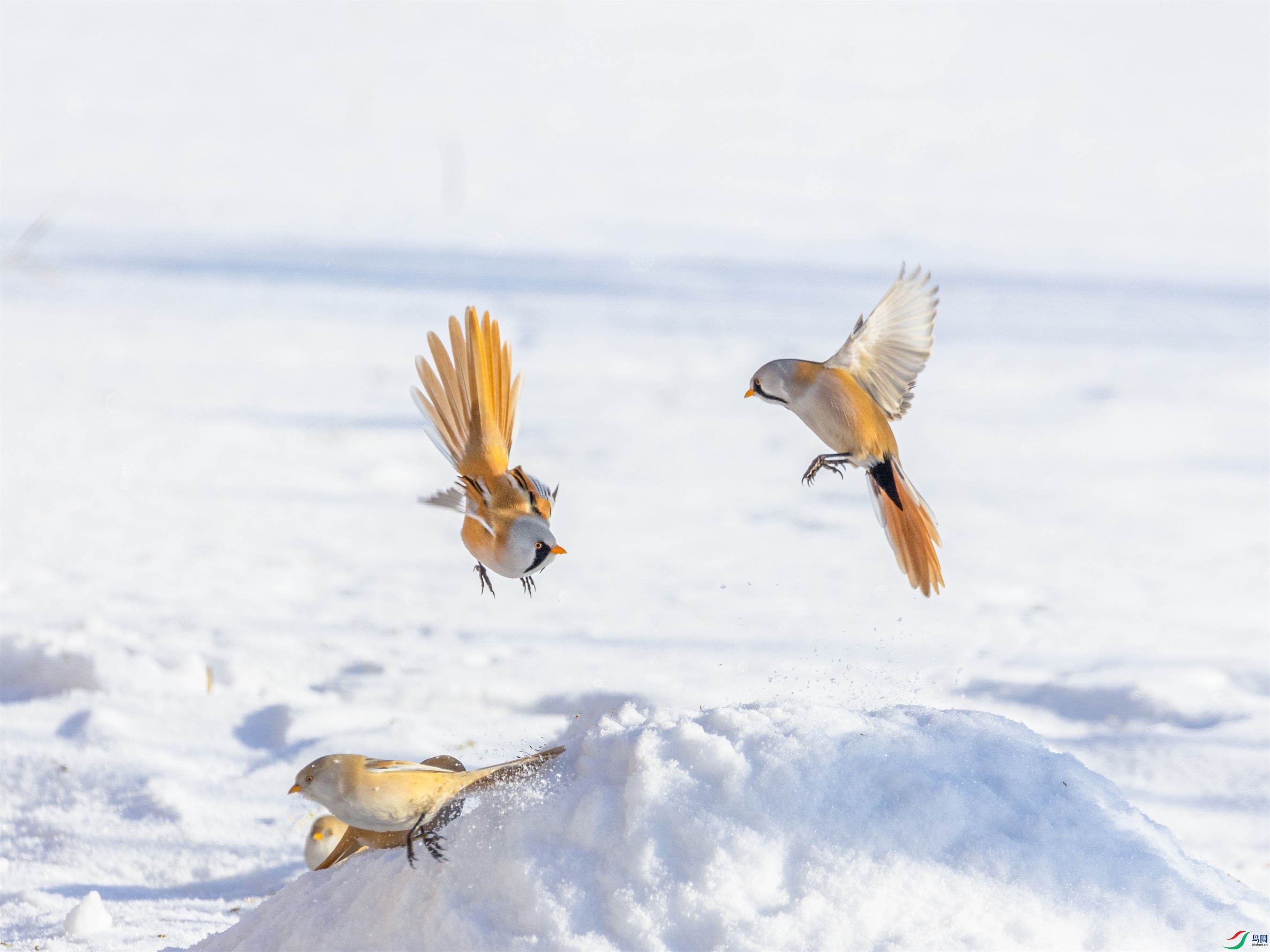 1K3A9999 ����1.jpg