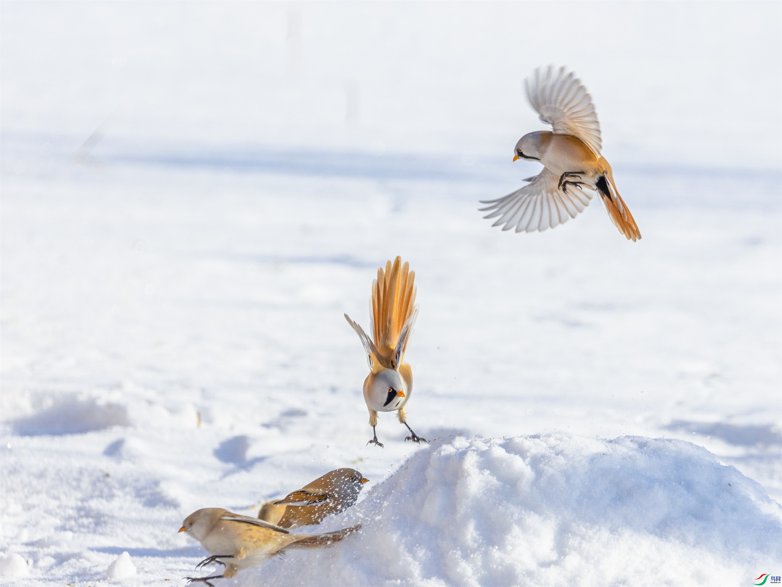 1K3A0001 ����1.jpg